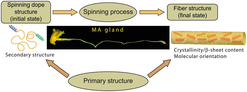 IJMS | Free Full-Text | Major Ampullate Spider Silk with ...