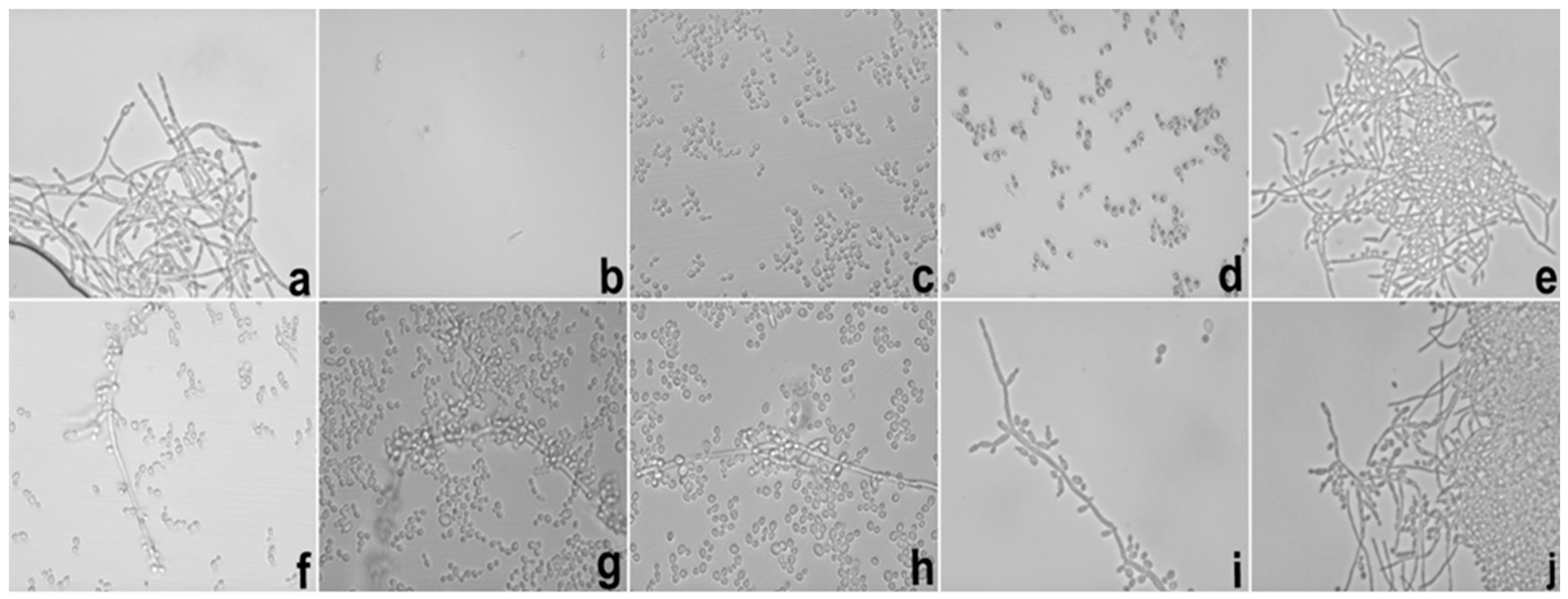 Ijms 17 01368 g006 1024