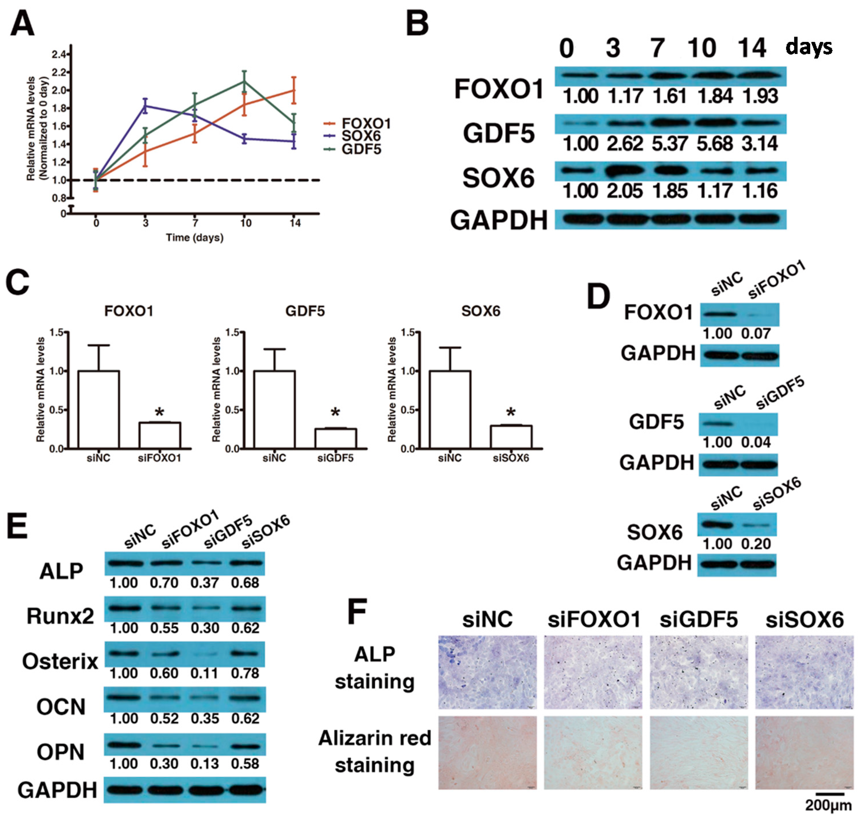Ijms 17 01370 g003 1024