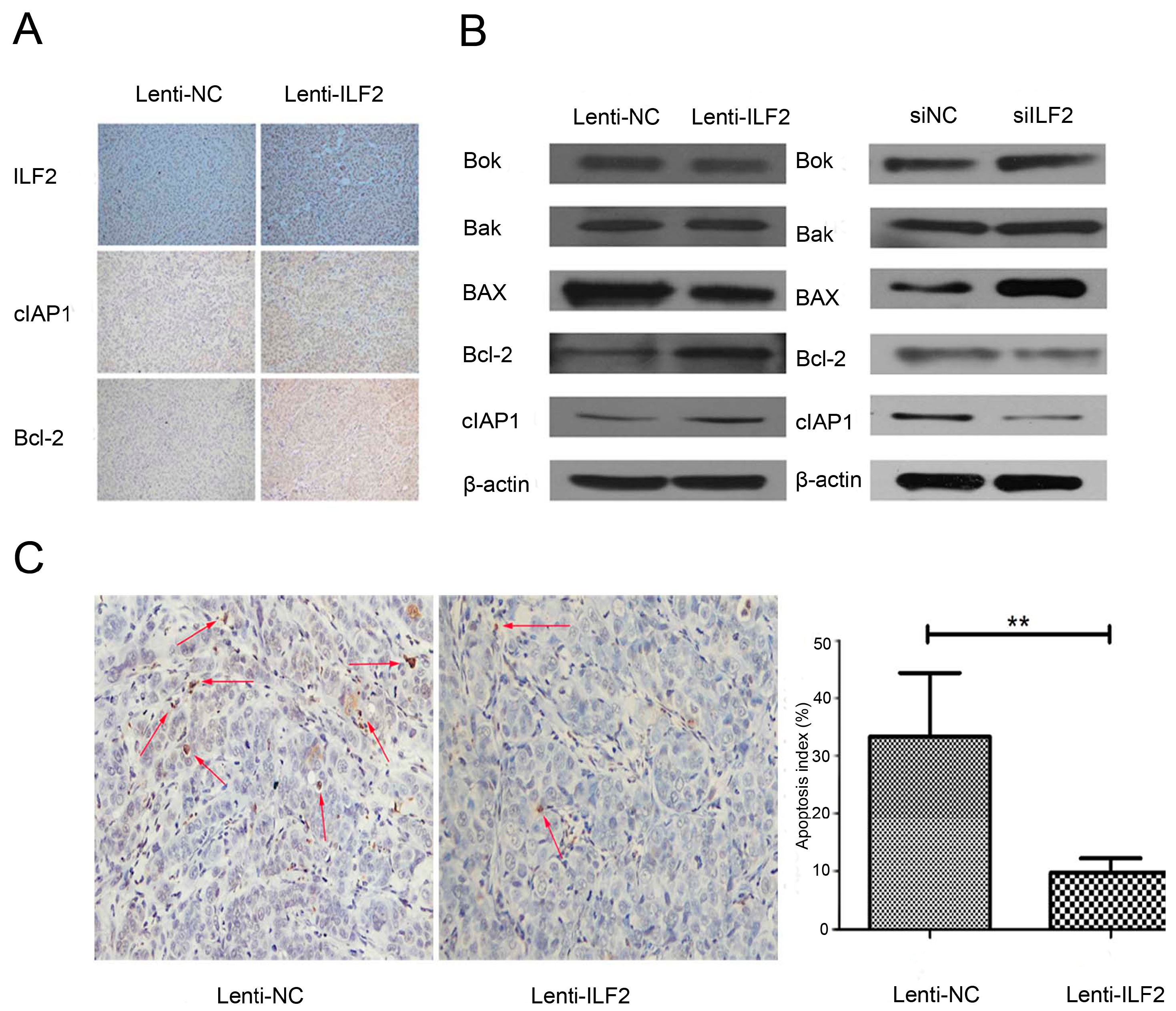 Ijms 17 01373 g005 1024