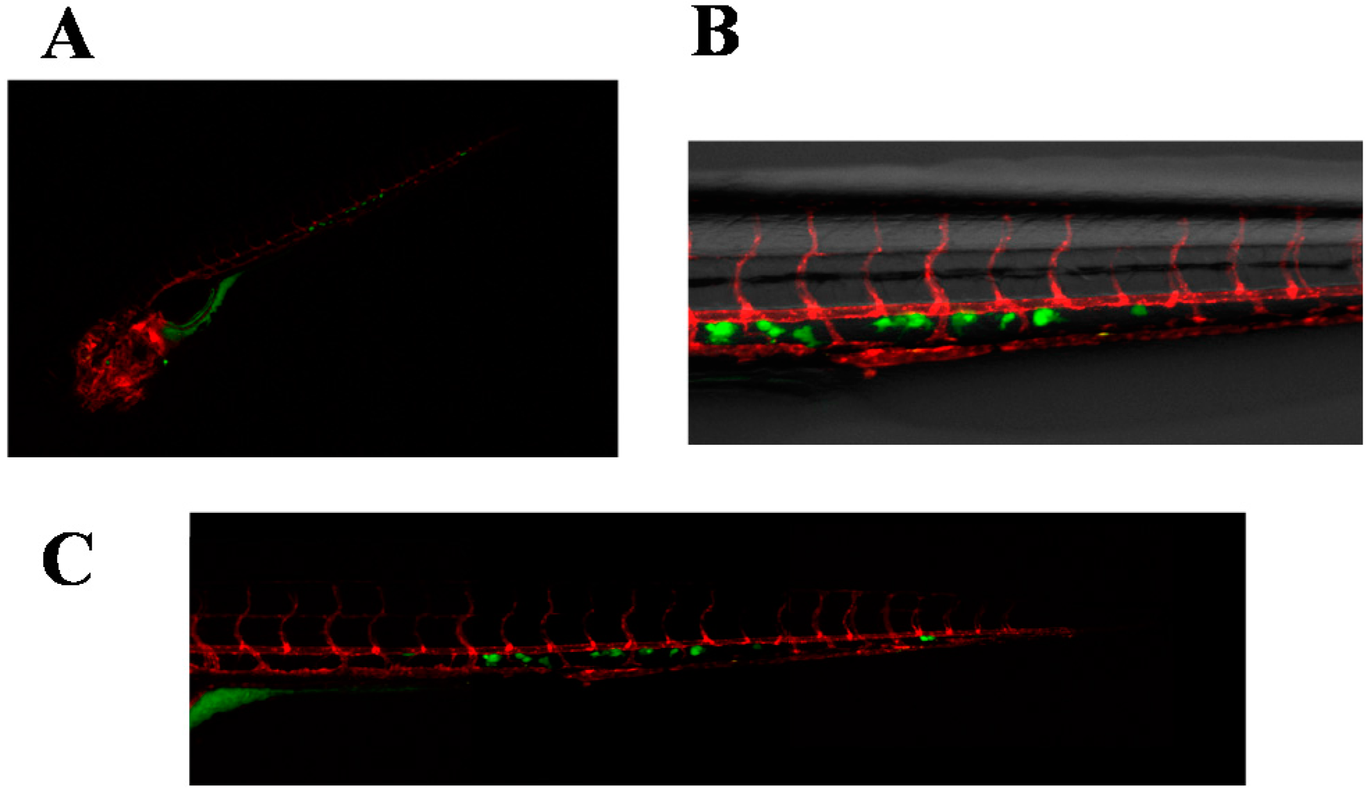 Ijms 17 01375 g003 1024