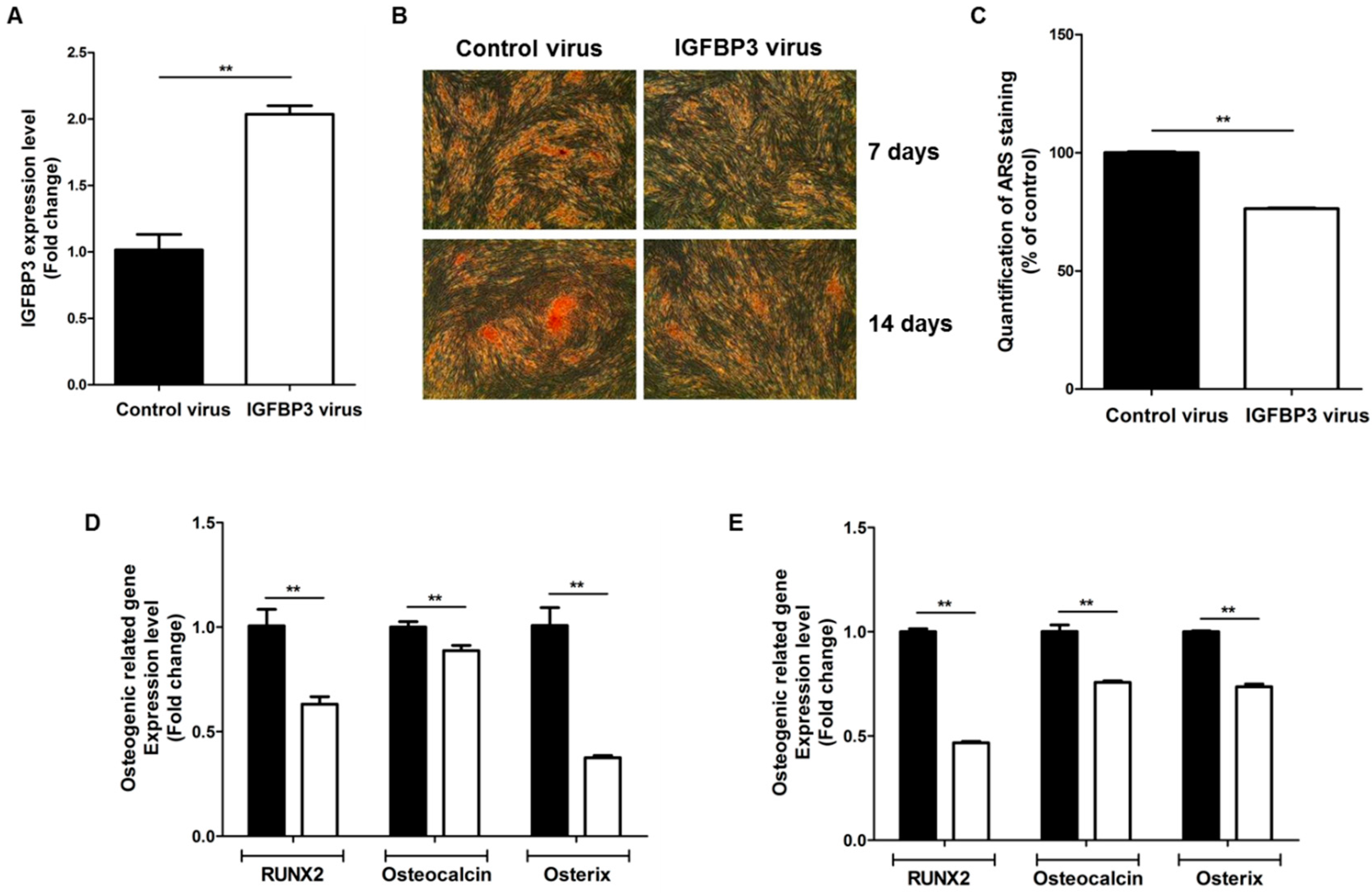 Ijms 17 01389 g004 1024