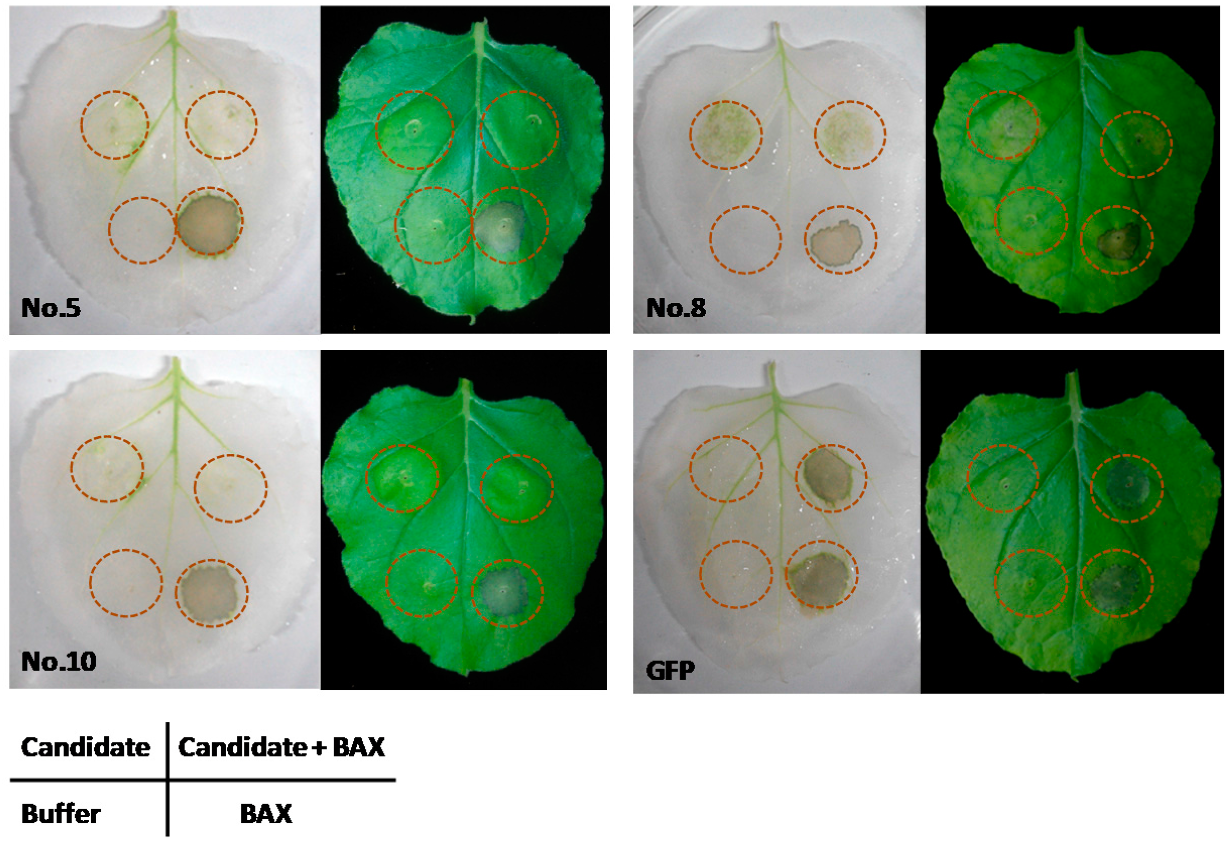 Ijms 17 01442 g006 1024