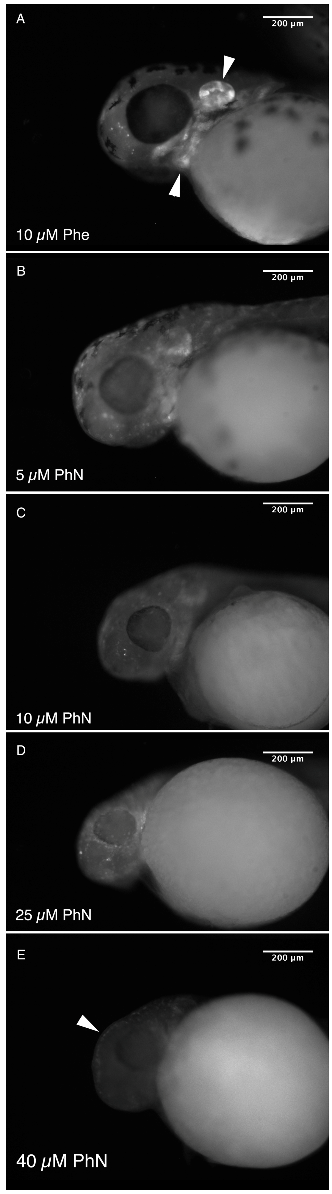Ijms 17 01503 g005