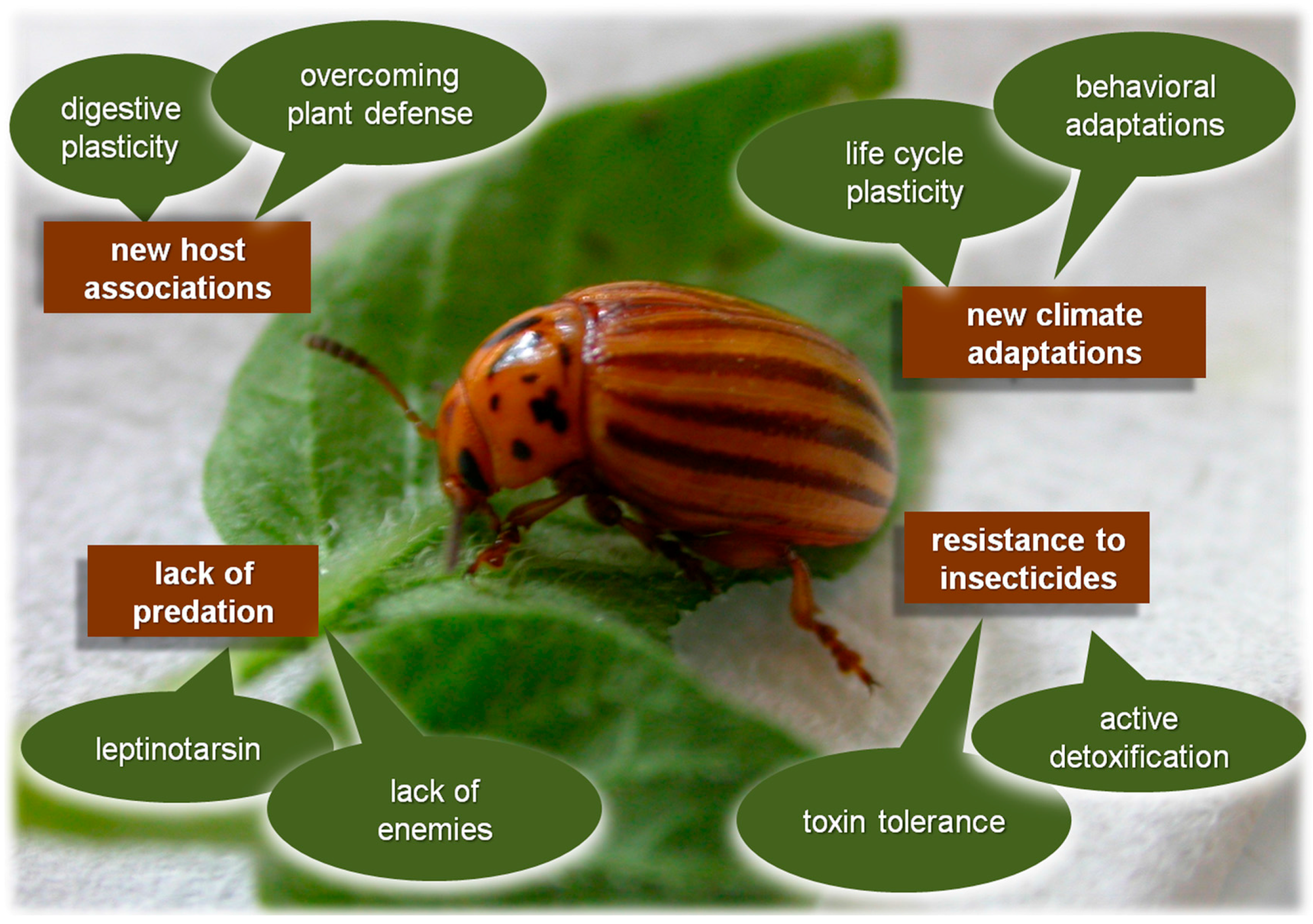 Ijms Free Full Text Extraordinary Adaptive Plasticity Of Colorado Potato Beetle Ten Striped Spearman In The Era Of Biotechnological Warfare Html