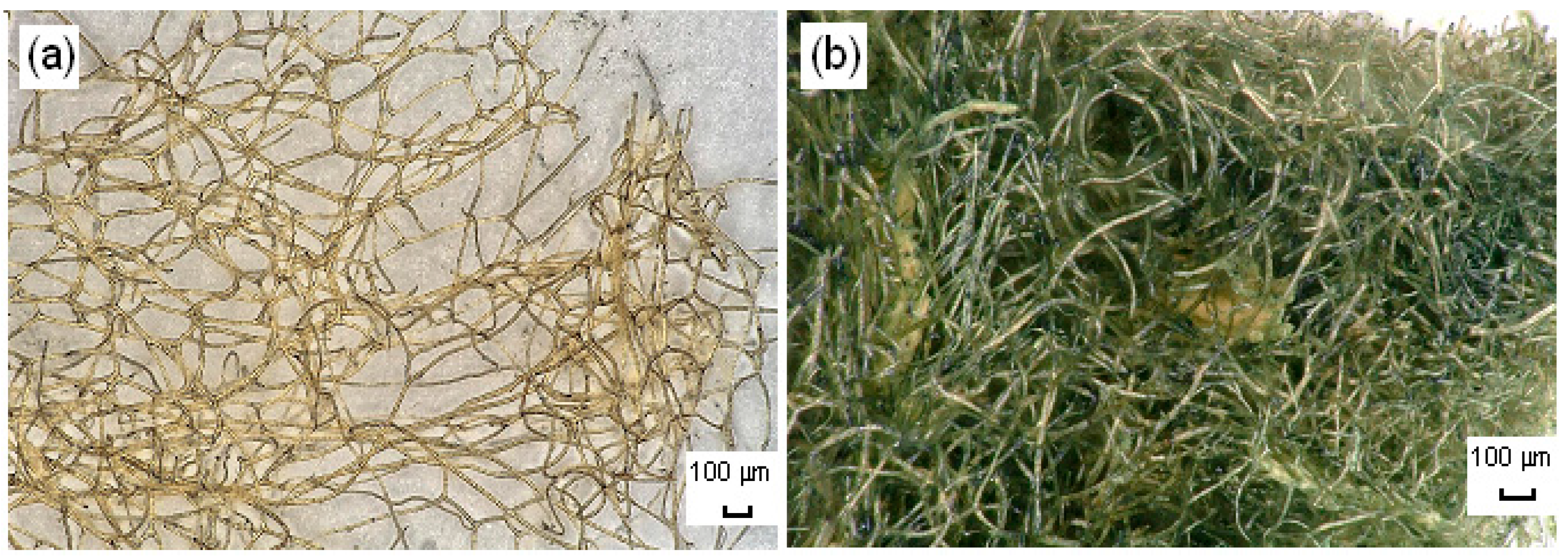 Ijms 17 01564 g009 550