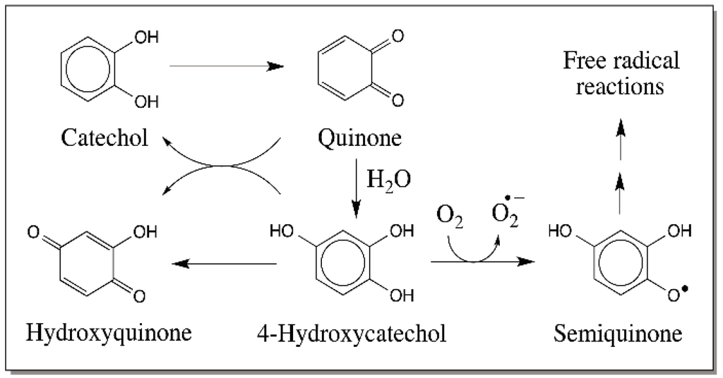 IJMS Free FullText Reactivities of Quinone Methides versus o