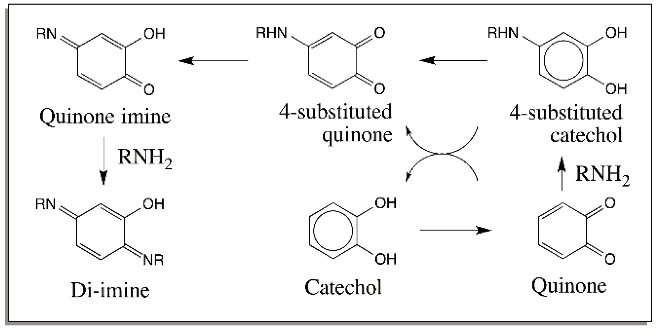IJMS Free FullText Reactivities of Quinone Methides versus o