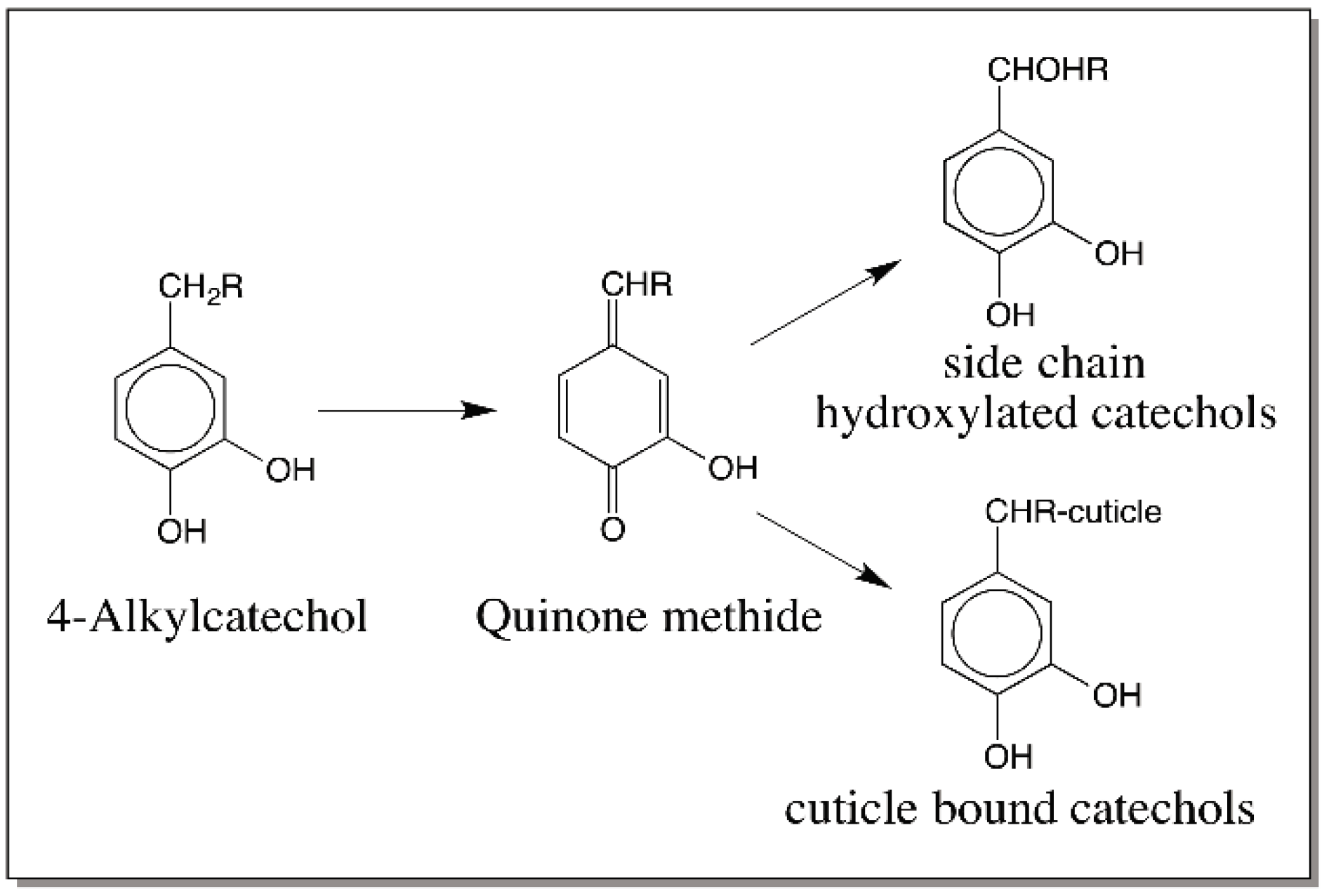 IJMS Free FullText Reactivities of Quinone Methides versus o