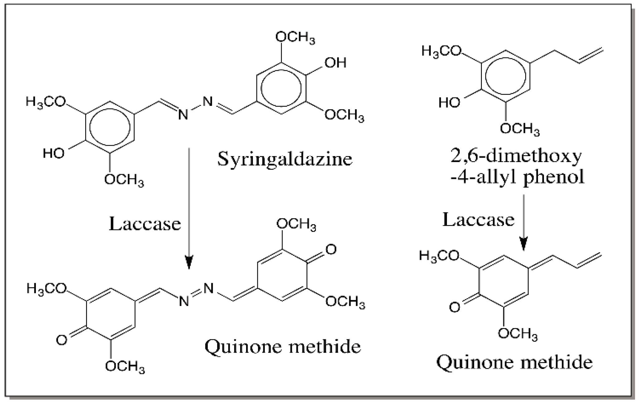 IJMS Free FullText Reactivities of Quinone Methides versus o