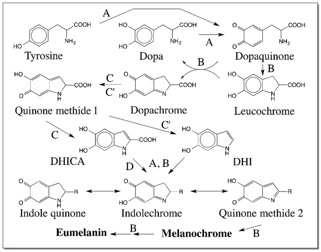 IJMS Free FullText Reactivities of Quinone Methides versus o