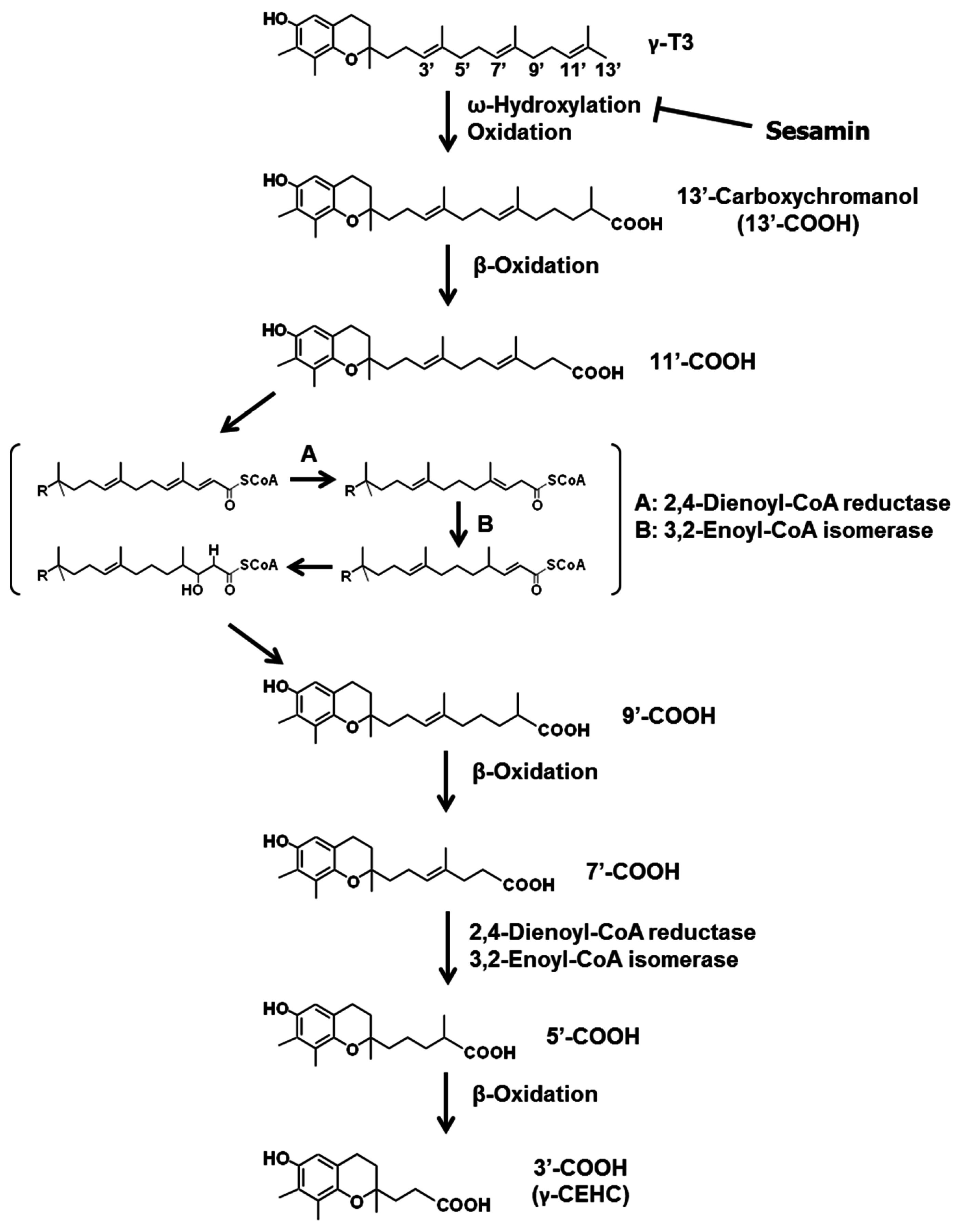 Ijms 17 01605 g005