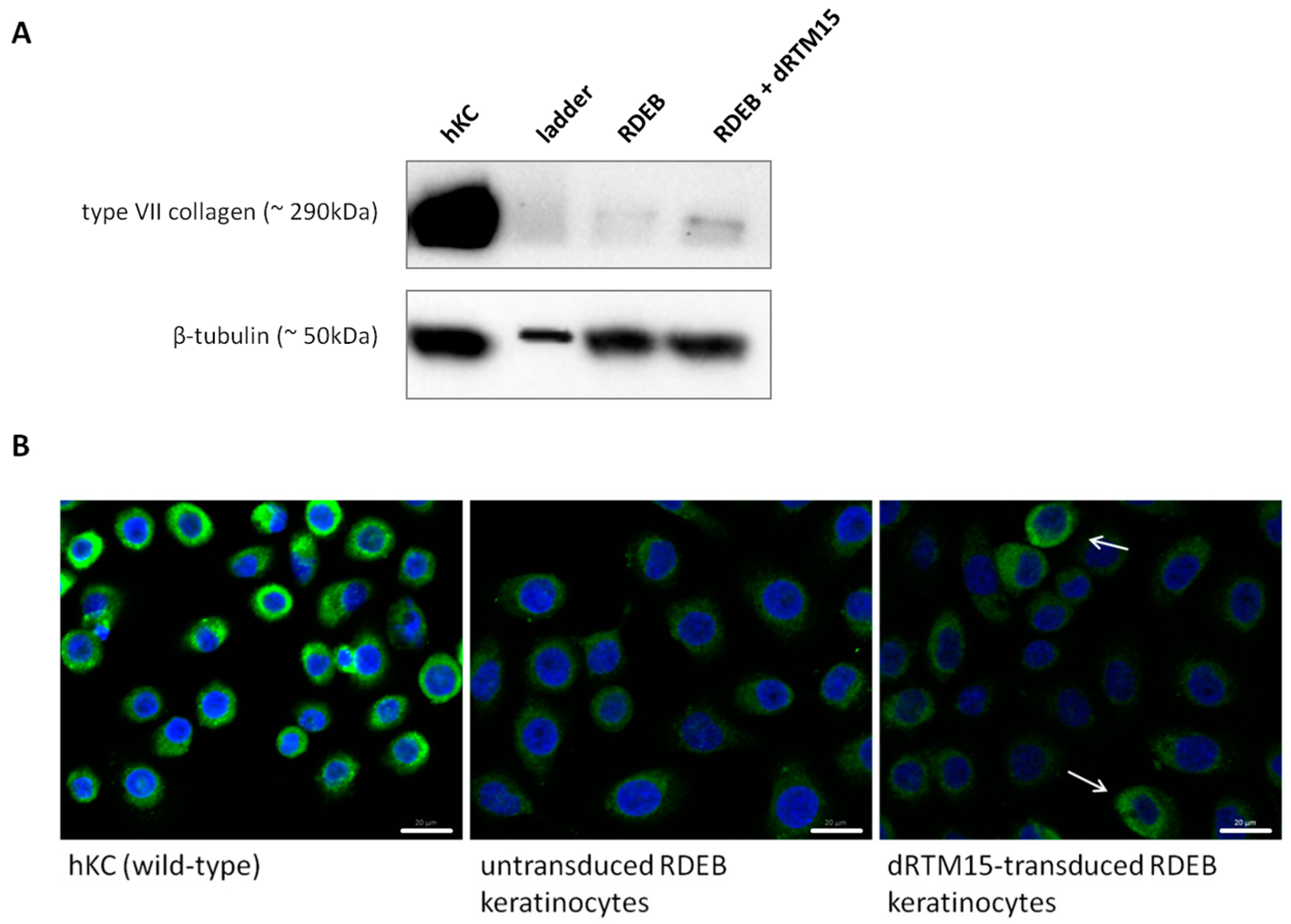 Ijms 17 01609 g008