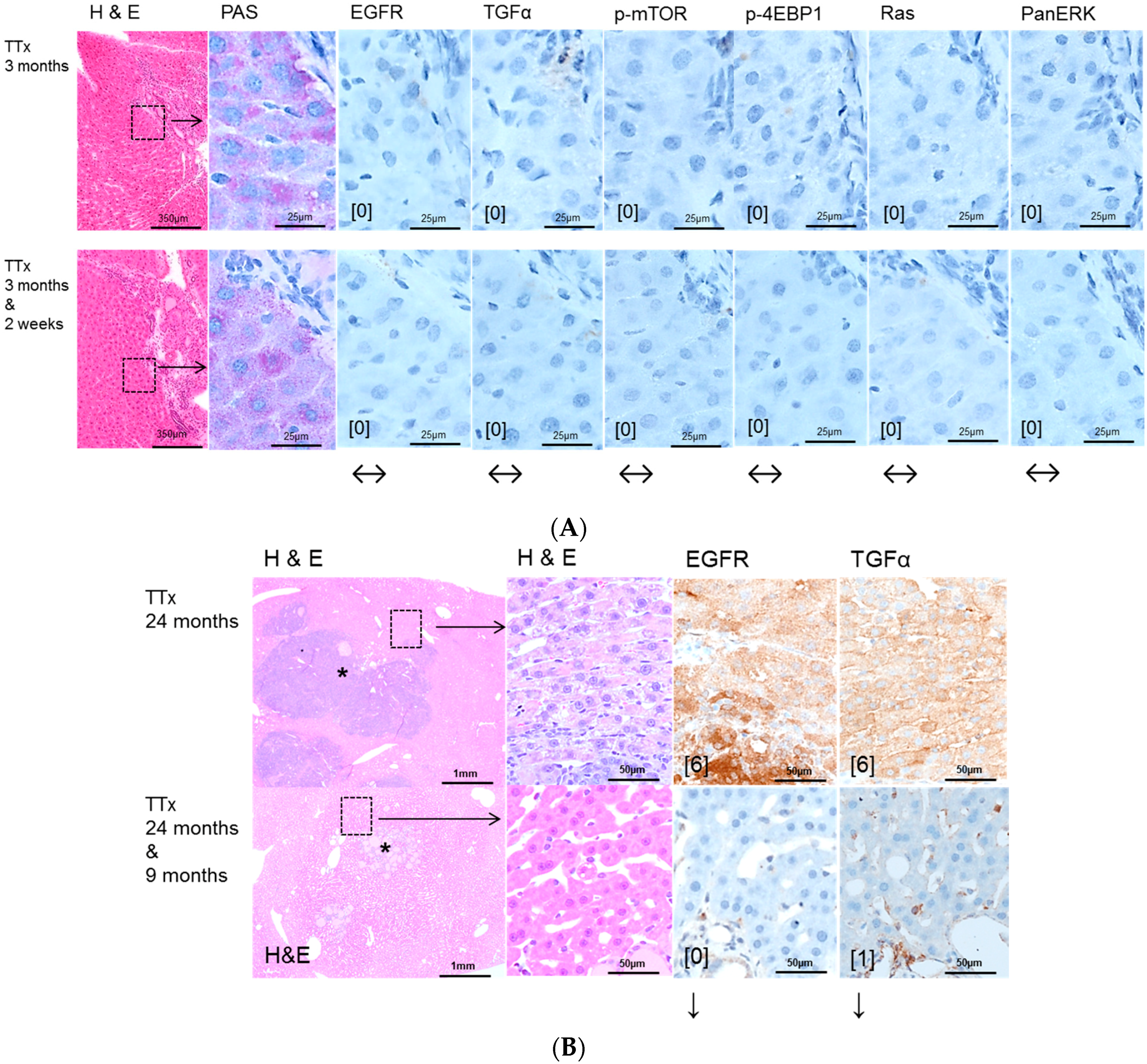 Ijms 17 01618 g004