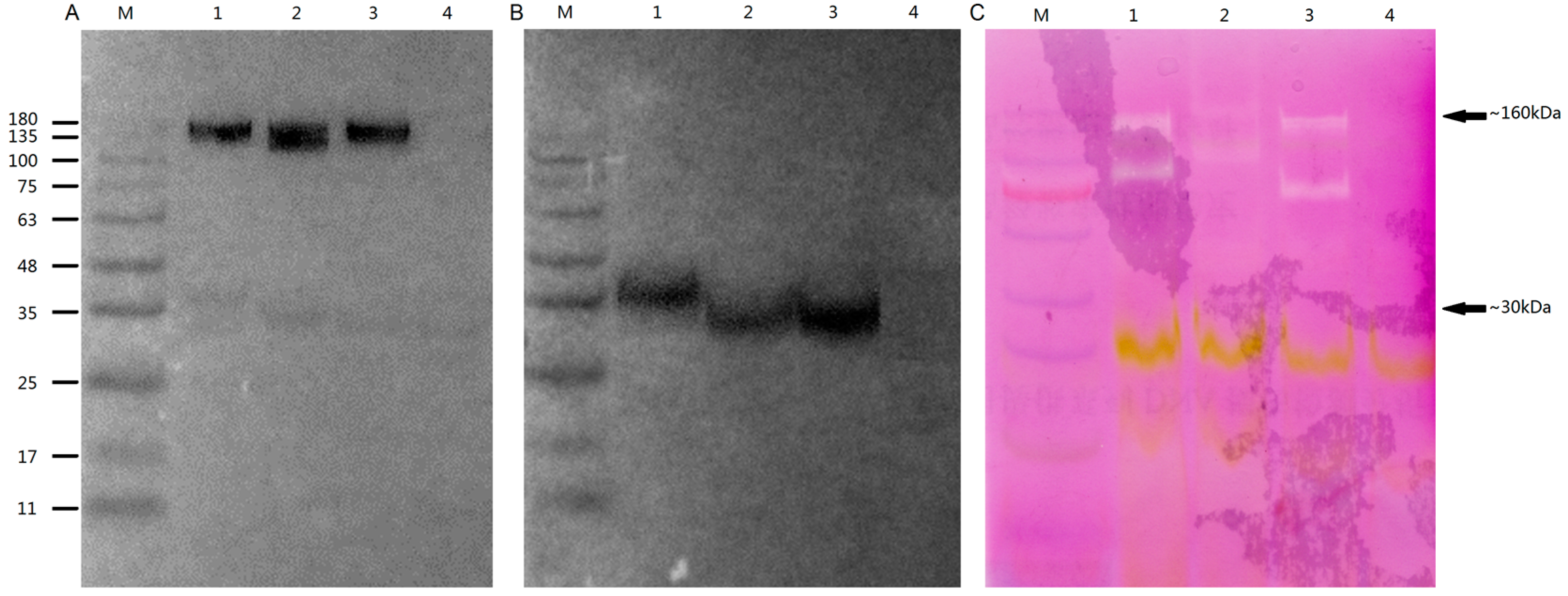 IJMS | Free Full-Text | Genome-Wide Characterization and 