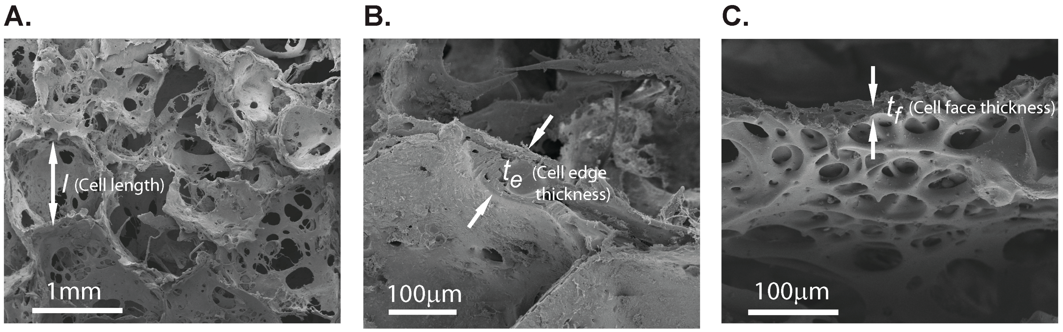 Ijms 17 01631 g007 550