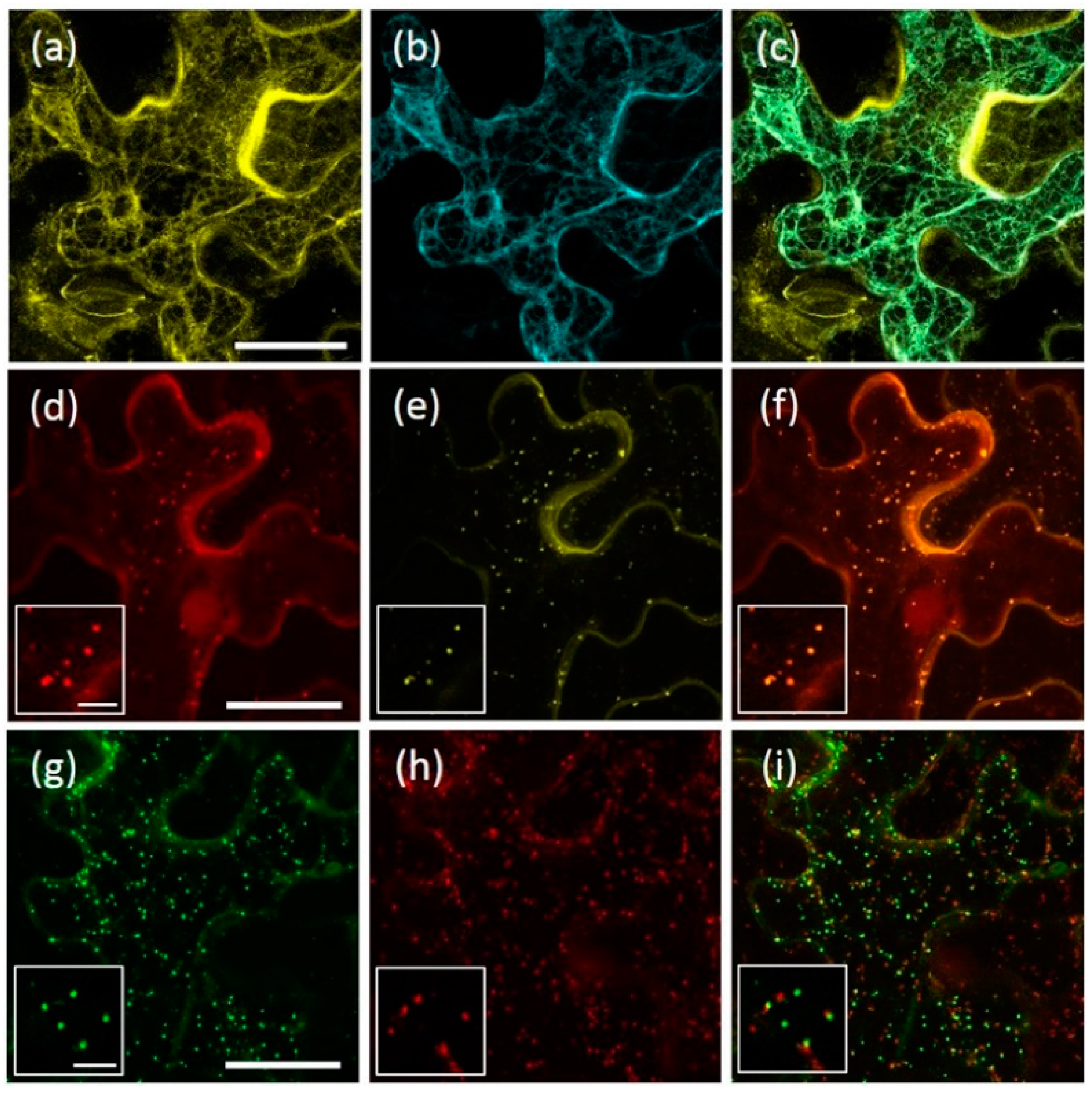 IJMS | Free Full-Text | Dimerization of the Vacuolar Receptors AtRMR1