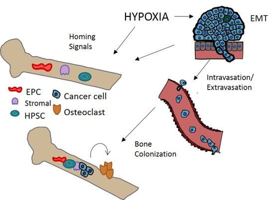 Ijms Free Full Text Implications Of Hypoxia In Breast Cancer Metastasis To Bone Html