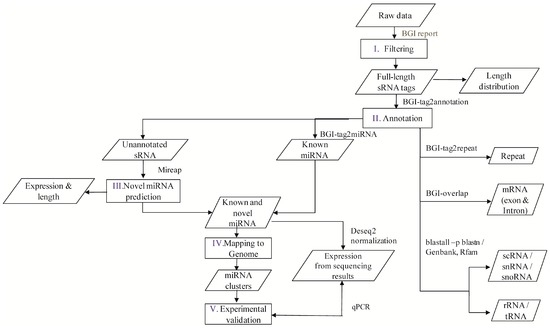 Stage-Wise Identification and Analysis of miRNA from Root