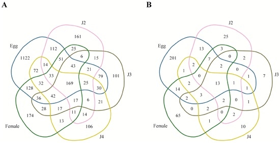 Stage-Wise Identification and Analysis of miRNA from Root