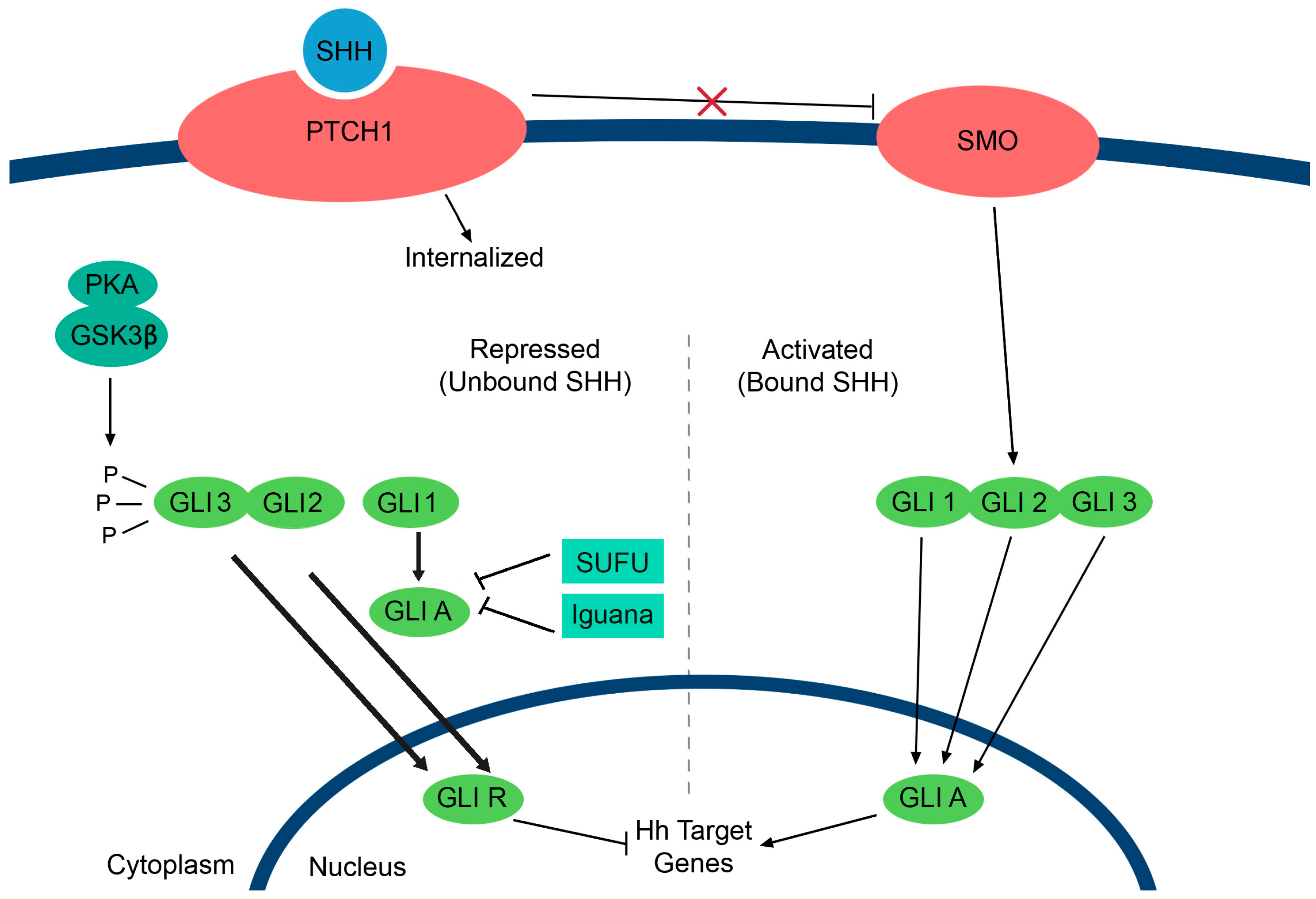 Ijms 17 01764 g002 550