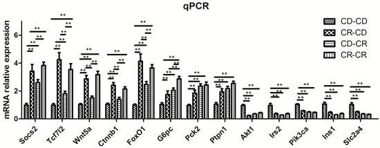 IJMS | Free Full-Text | Maternal Chromium Restriction Leads to 