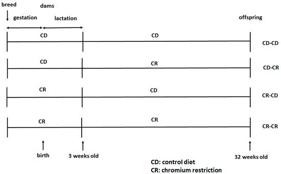 IJMS | Free Full-Text | Maternal Chromium Restriction Leads to 