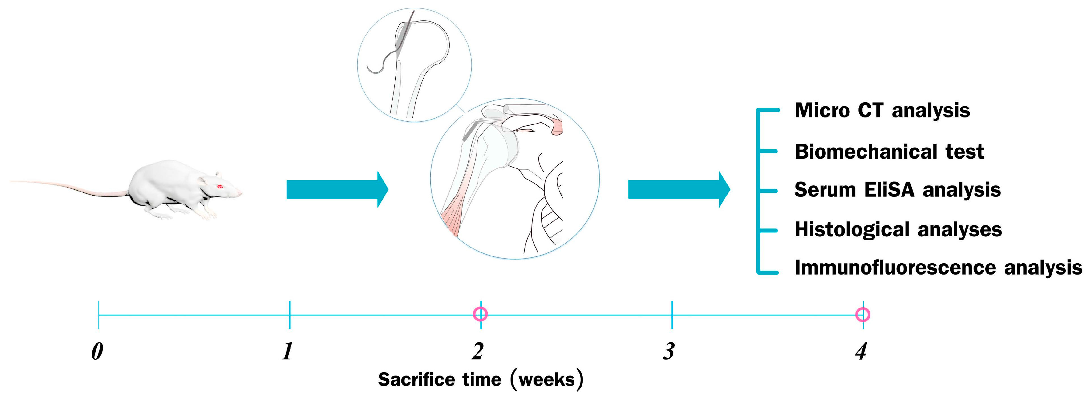 Ijms 17 01780 g007 550