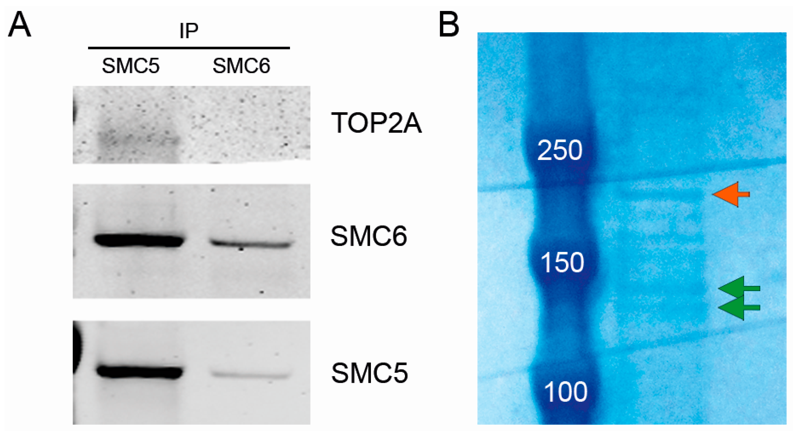 Ijms 17 01782 g006
