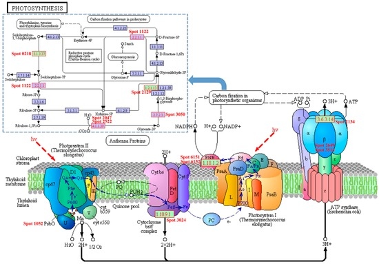 Comparative Proteomic and Physiological Analysis Reveals the