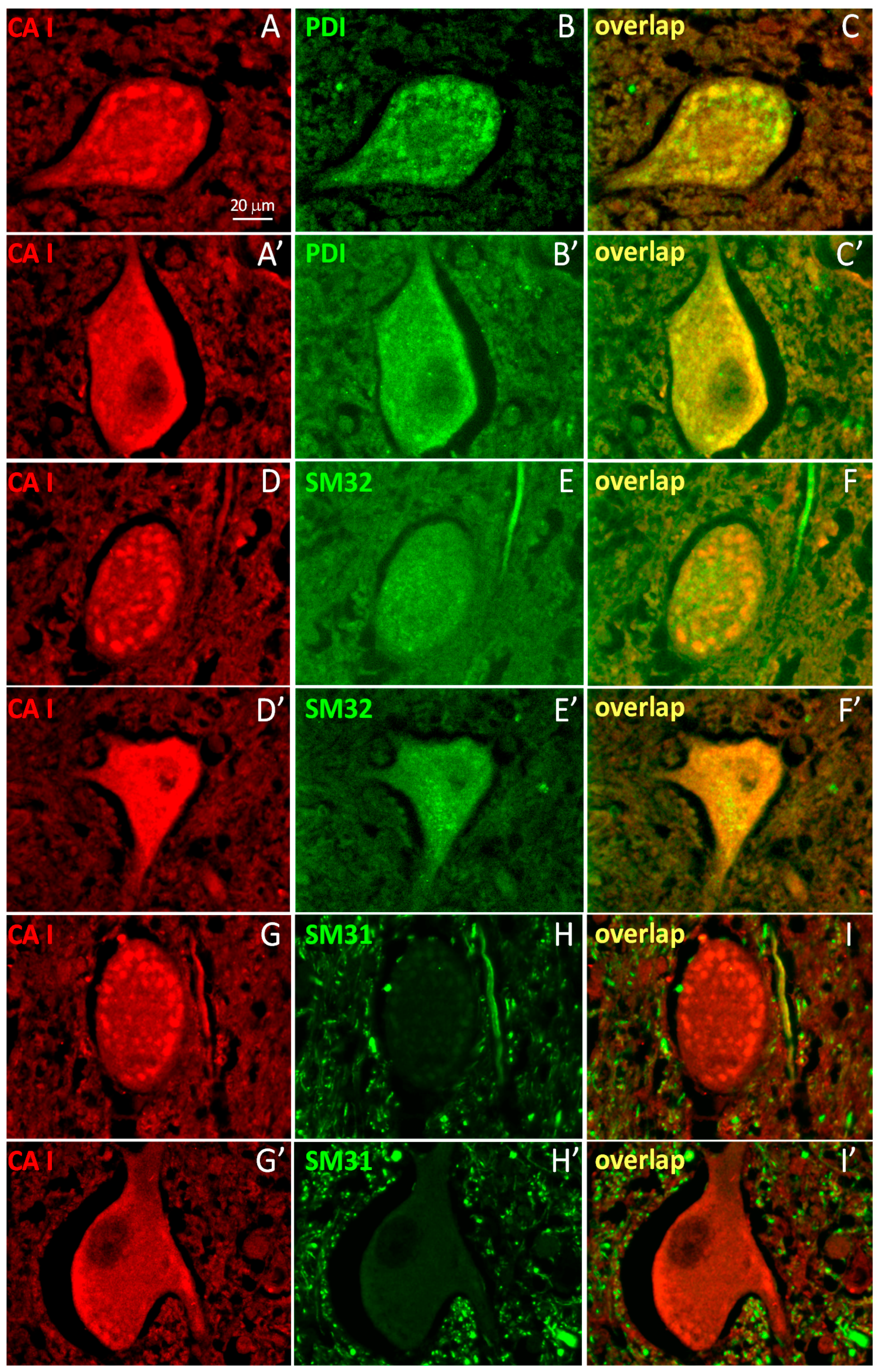 Ijms 17 01820 g002 550