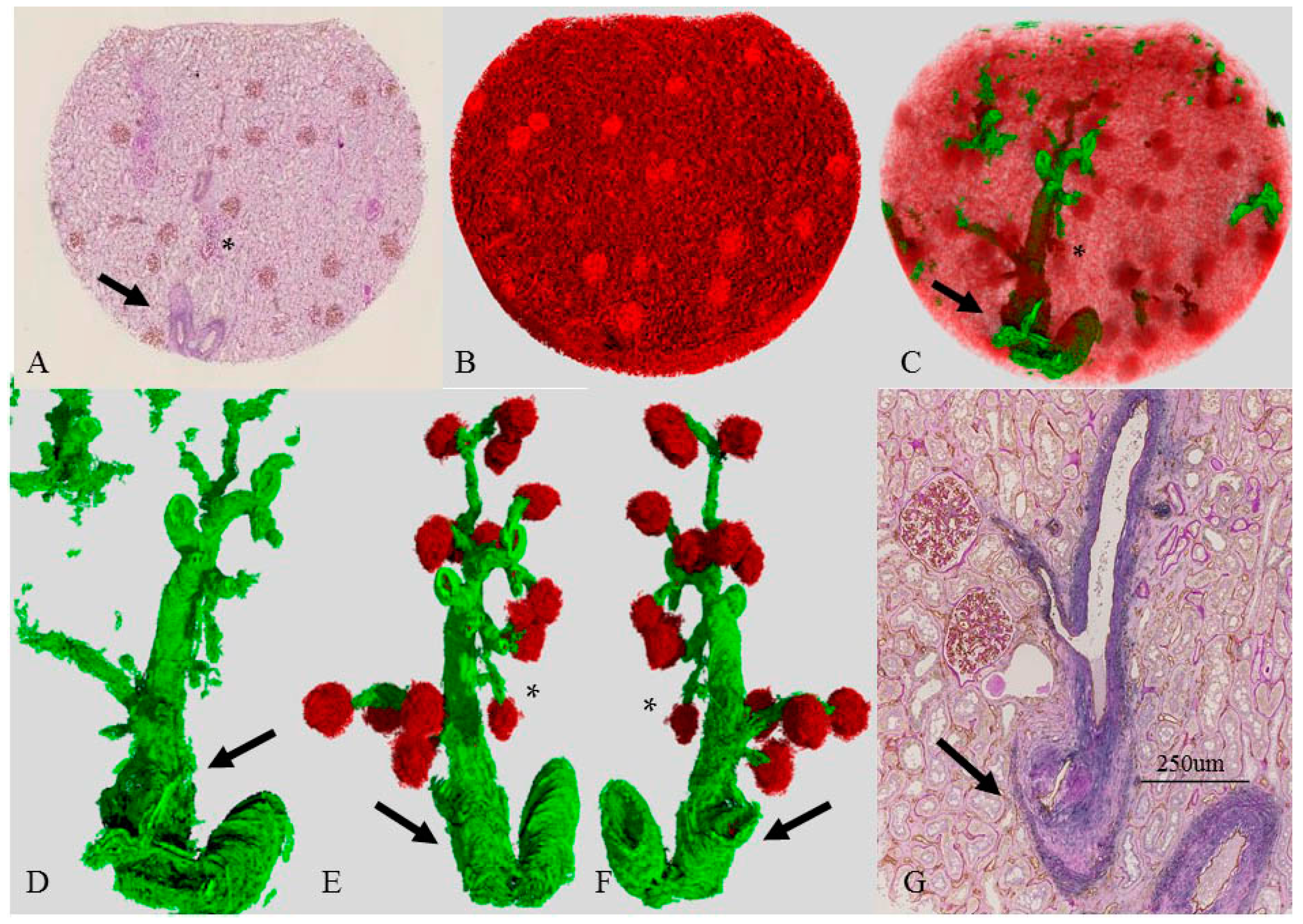 Ijms 17 01831 g003 550