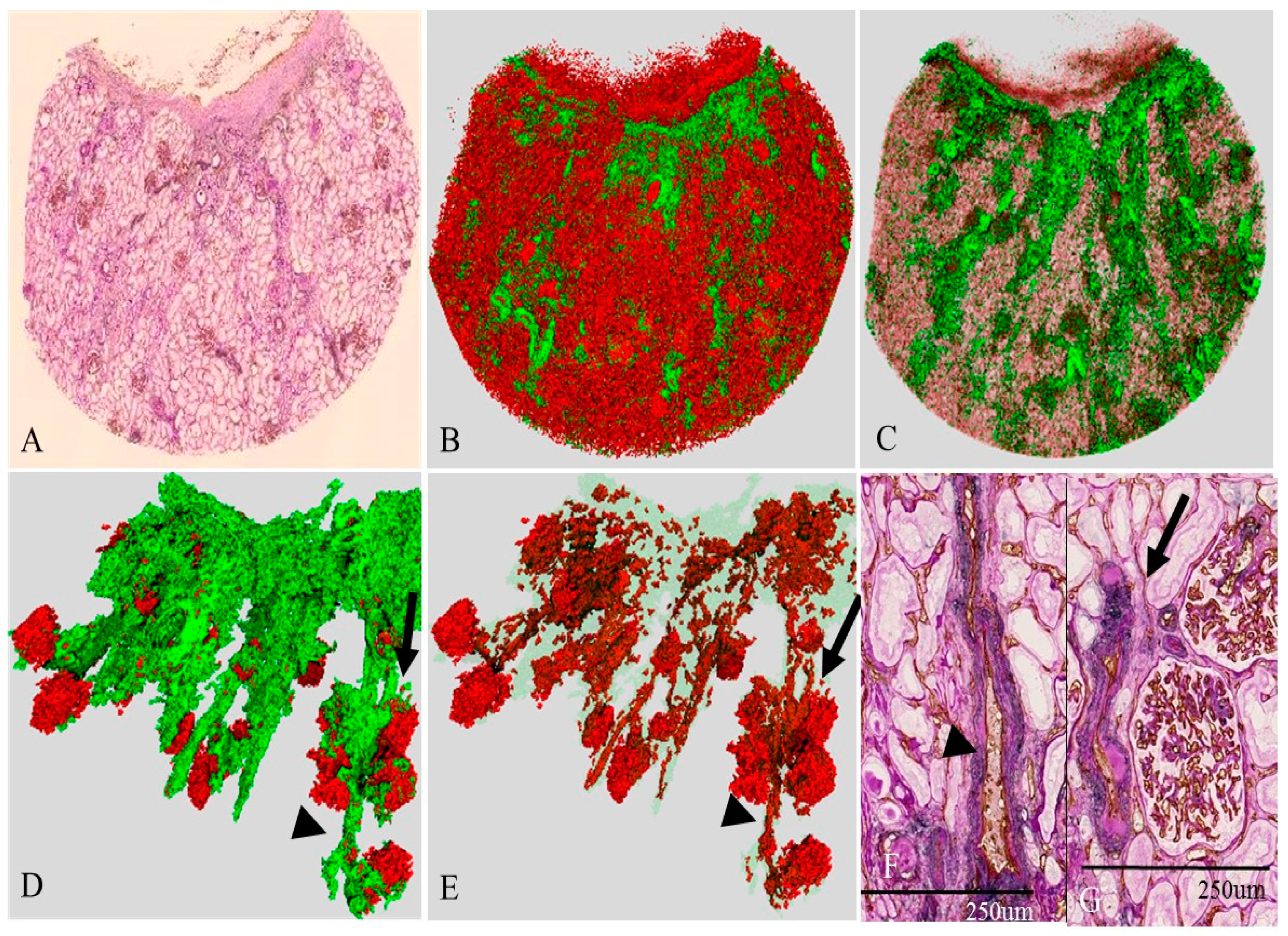 Ijms 17 01831 g004 550