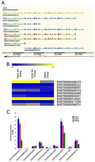 IBTK Differently Modulates Gene Expression and RNA Splicing