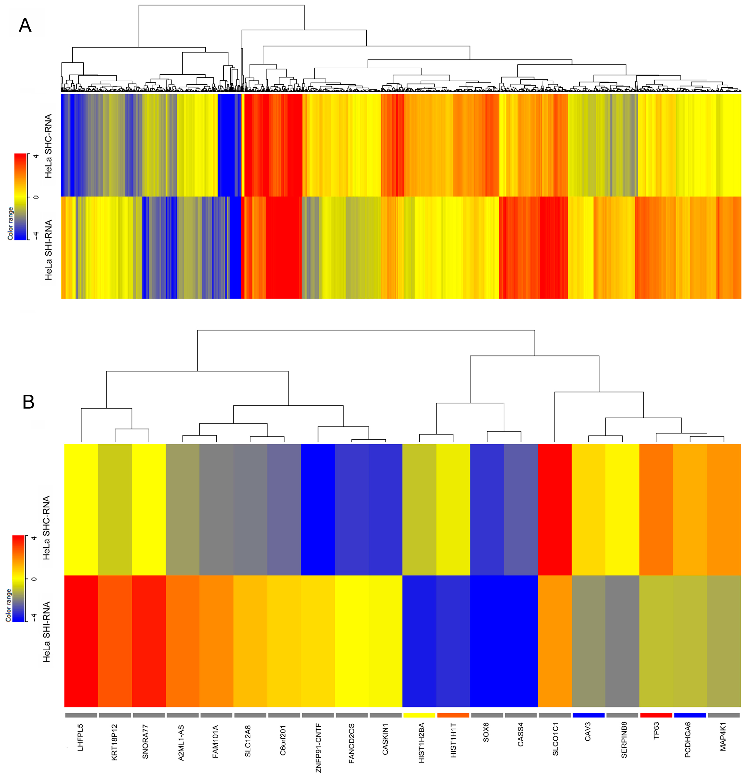 IBTK Differently Modulates Gene Expression and RNA Splicing
