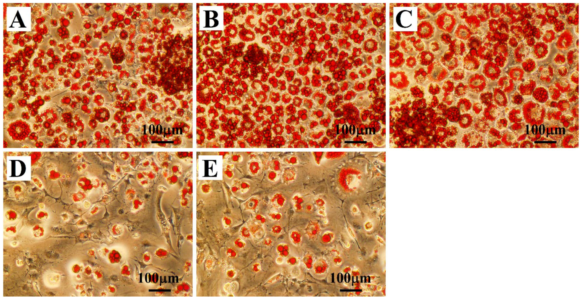 Ijms 17 01865 g001