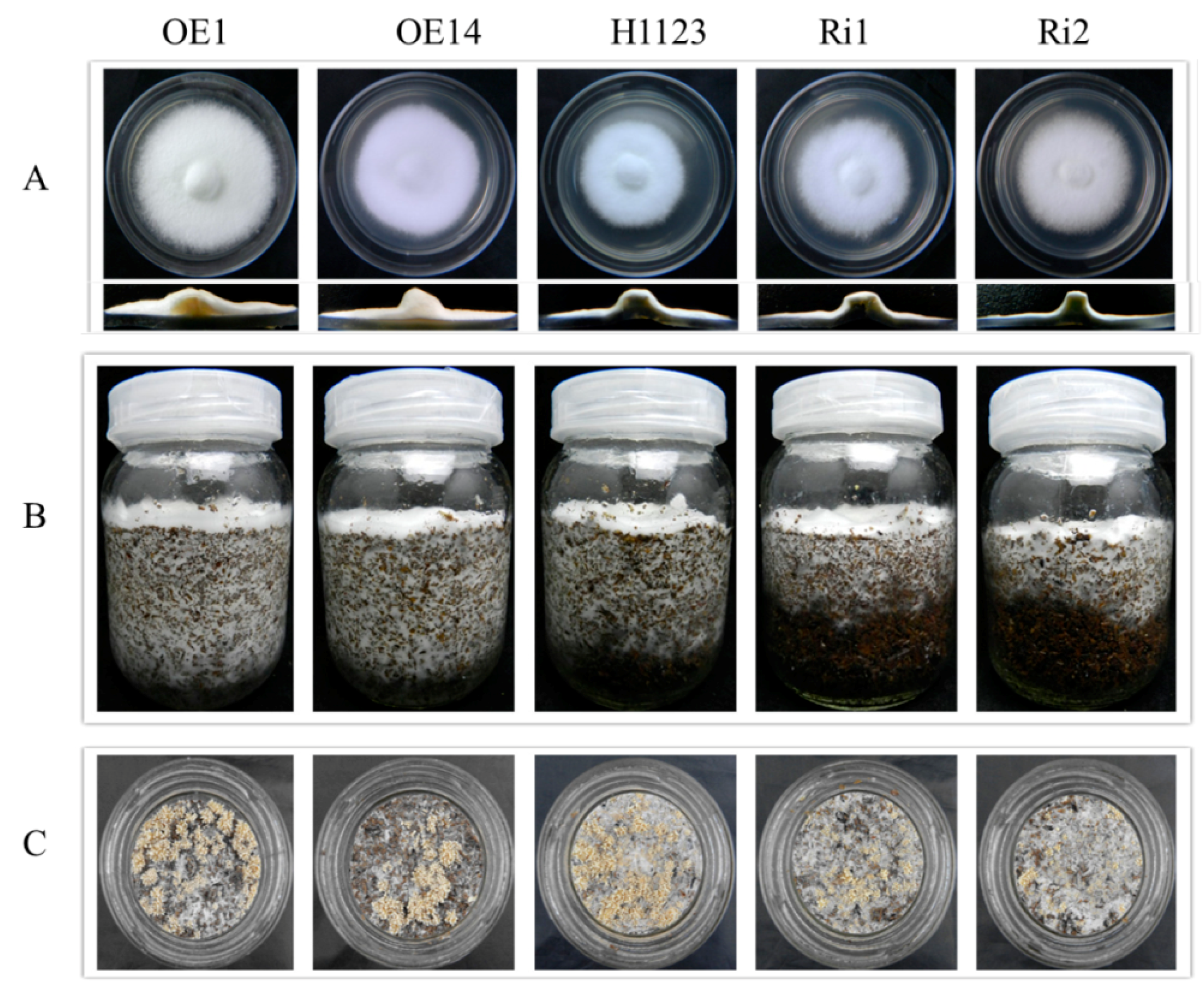 Ijms 17 01884 g005 550