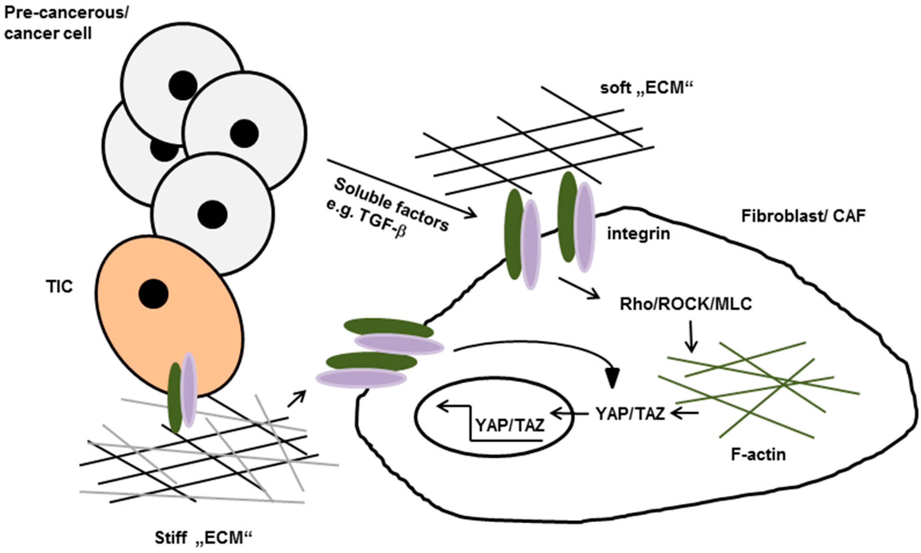 Ijms 17 01910 g002 550