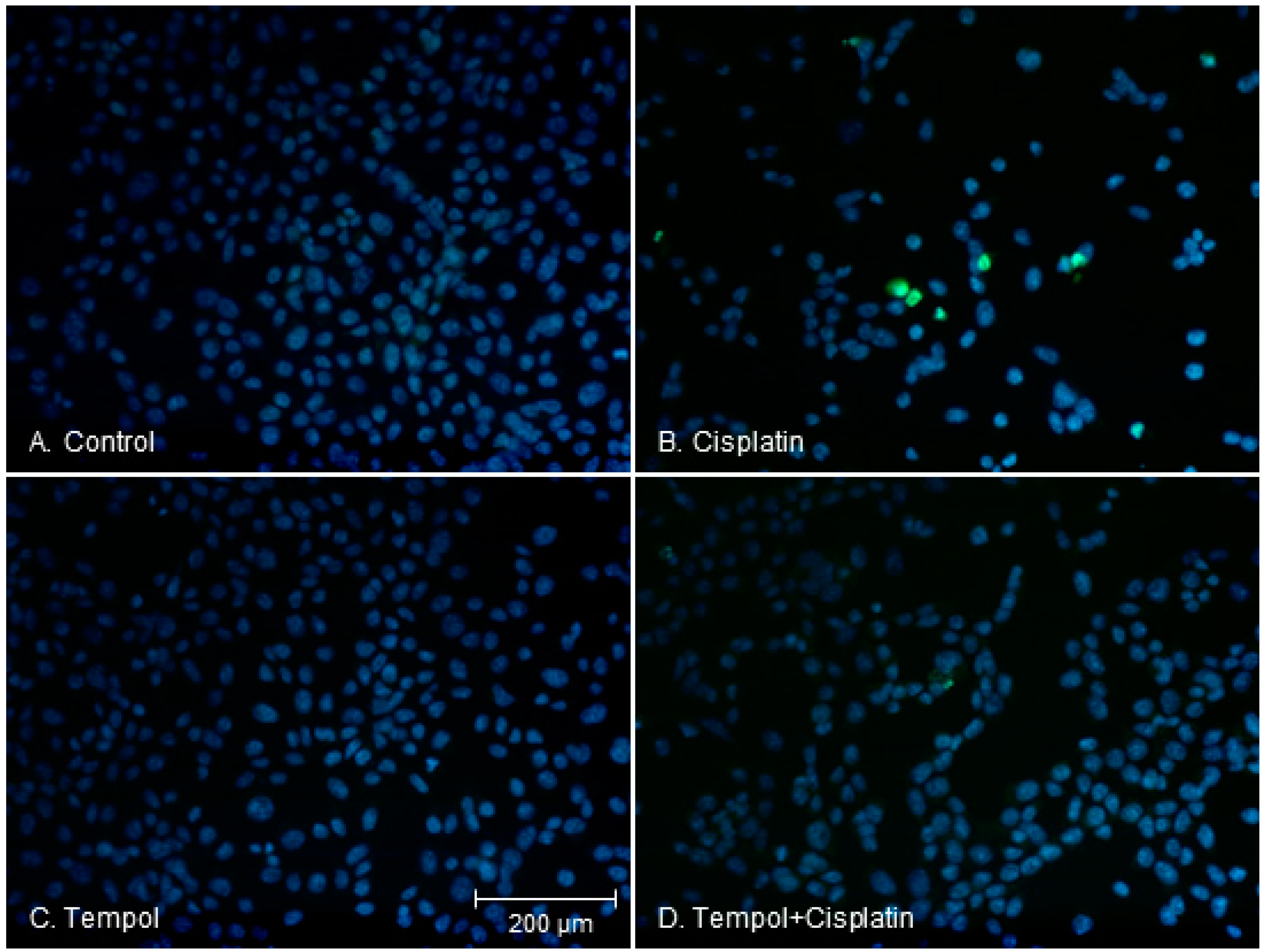 Ijms 17 01931 g002 550