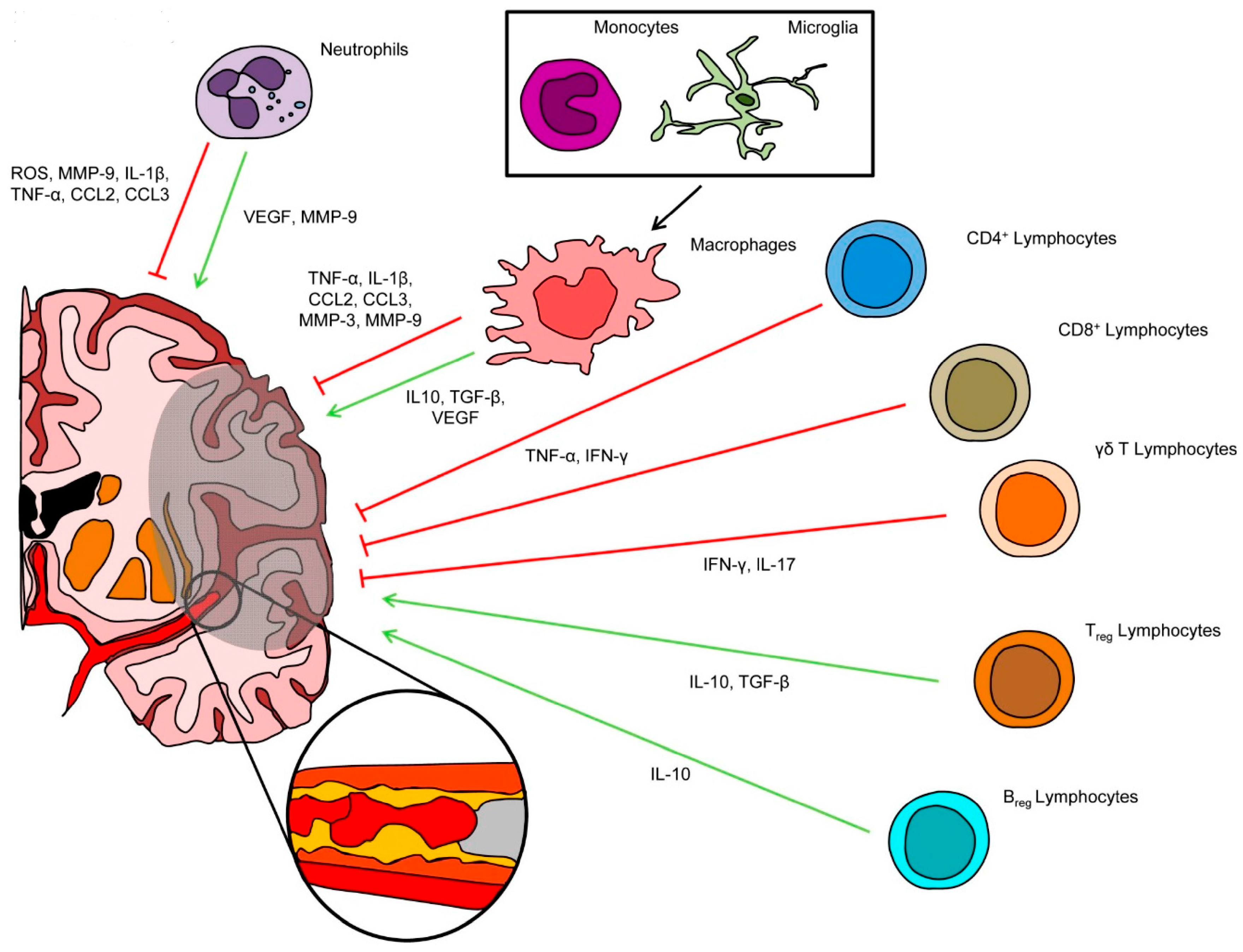 pathological changes