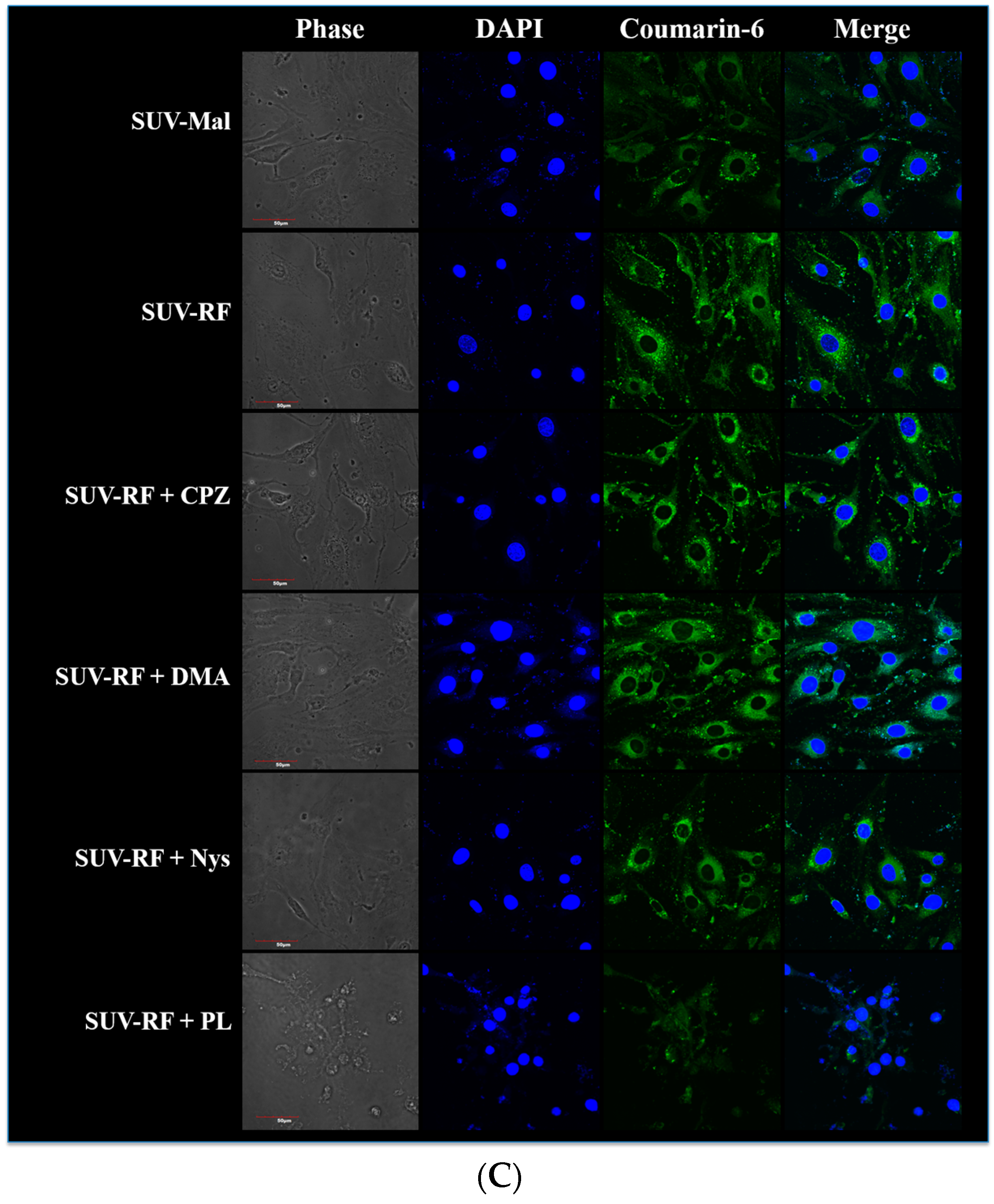 Ijms 17 01998 g007b 550