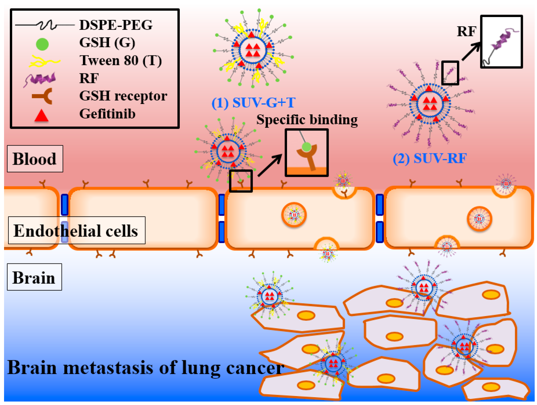 Ijms 17 01998 g008 550