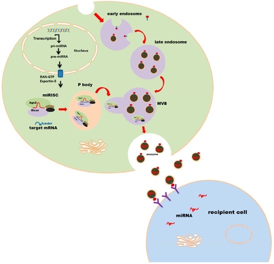 IJMS | Special Issue : Focus on Extracellular Vesicles