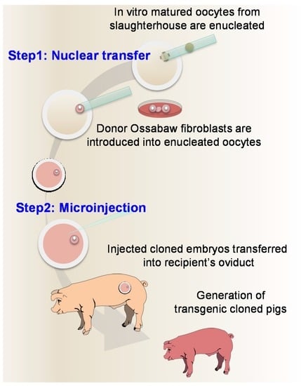 IJMS | Free Full-Text | Somatic Cell Nuclear Transfer Followed by  CRIPSR/Cas9 Microinjection Results in Highly Efficient Genome Editing in  Cloned Pigs
