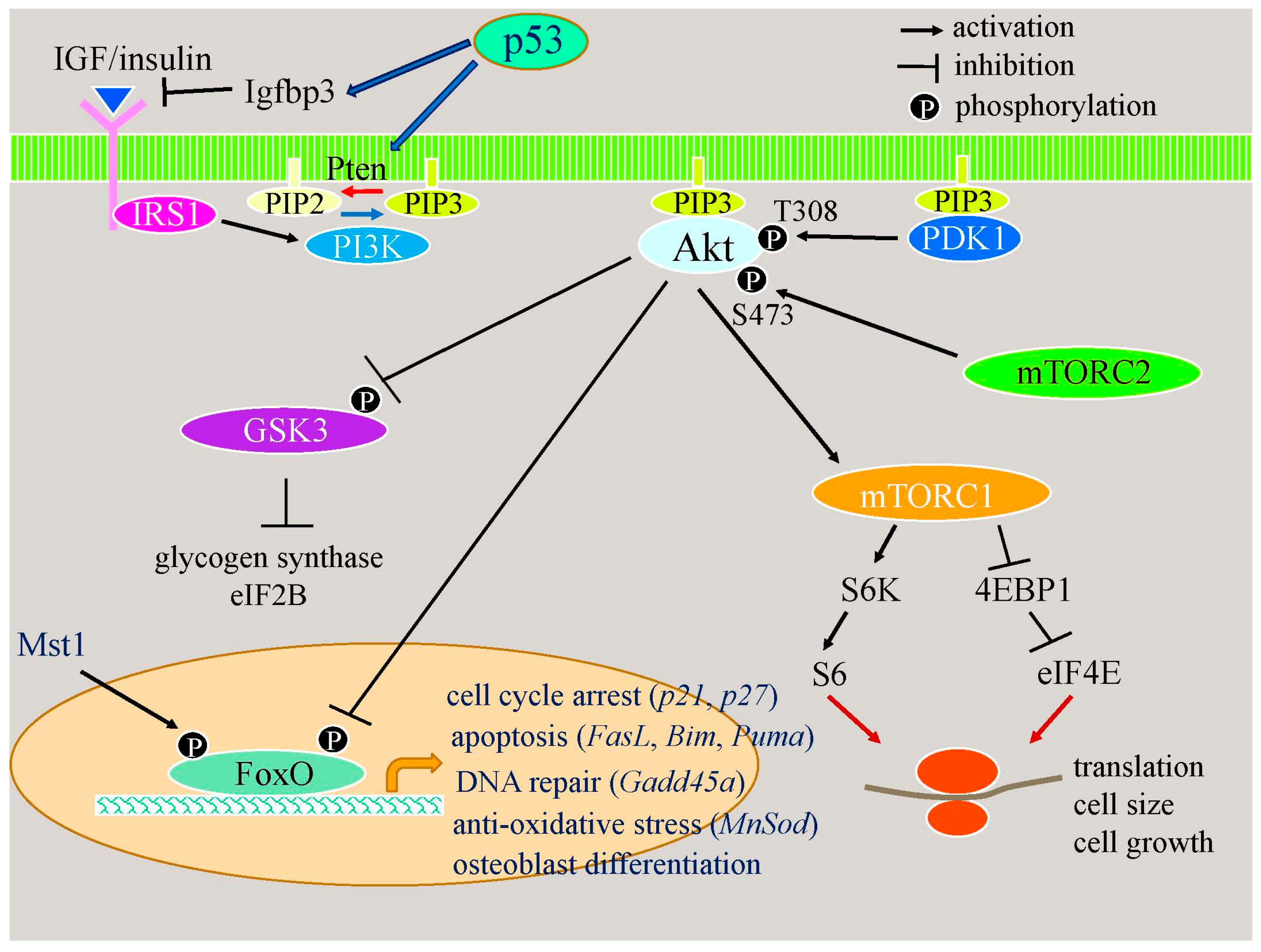 Ijms 17 02045 g002 550