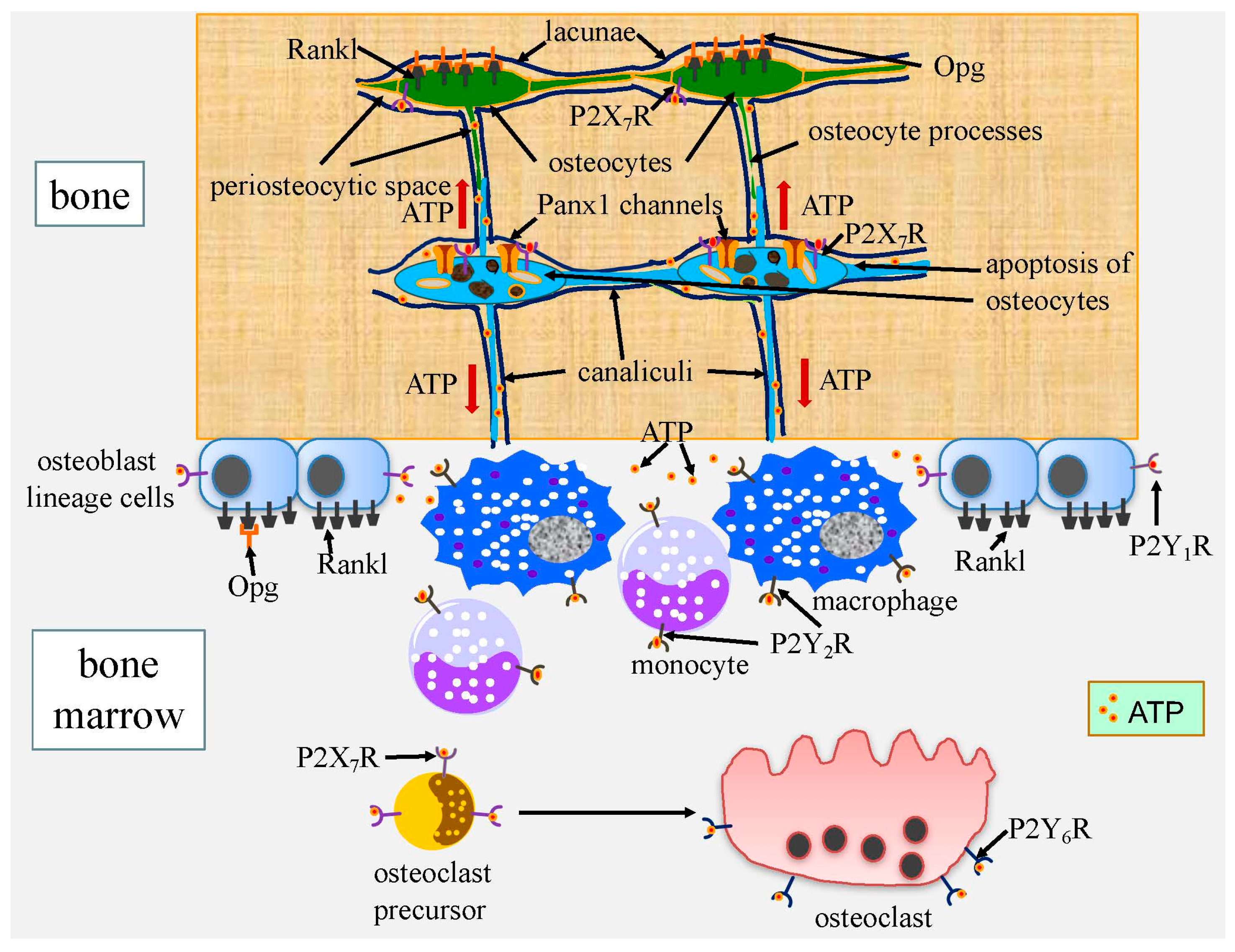 Ijms 17 02045 g003 550