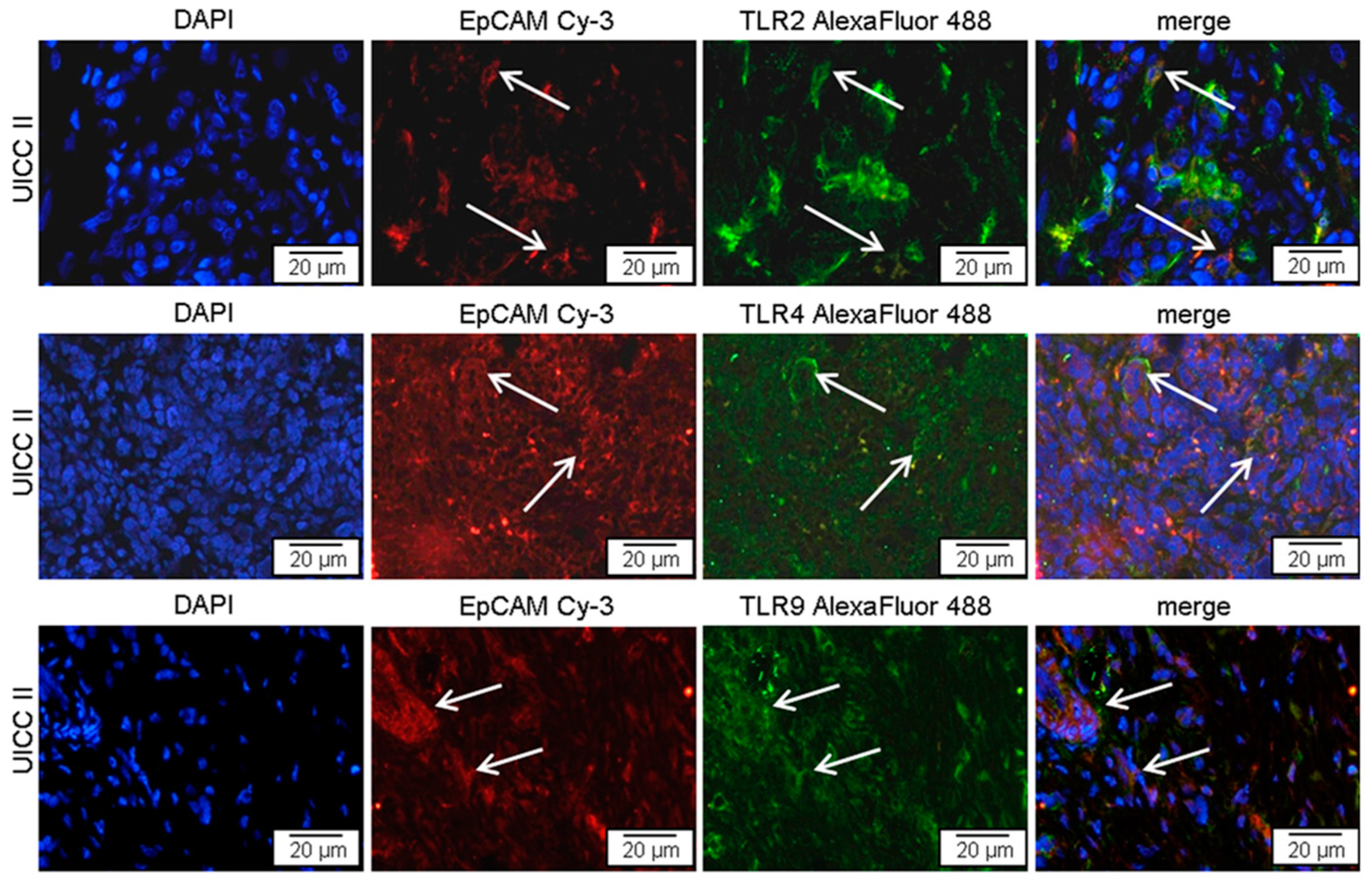 Ijms 17 02060 g002 550