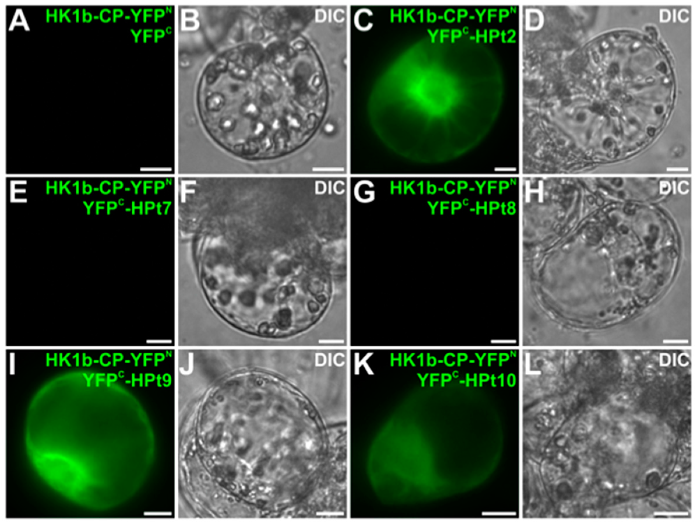 Ijms 17 02061 g005 550