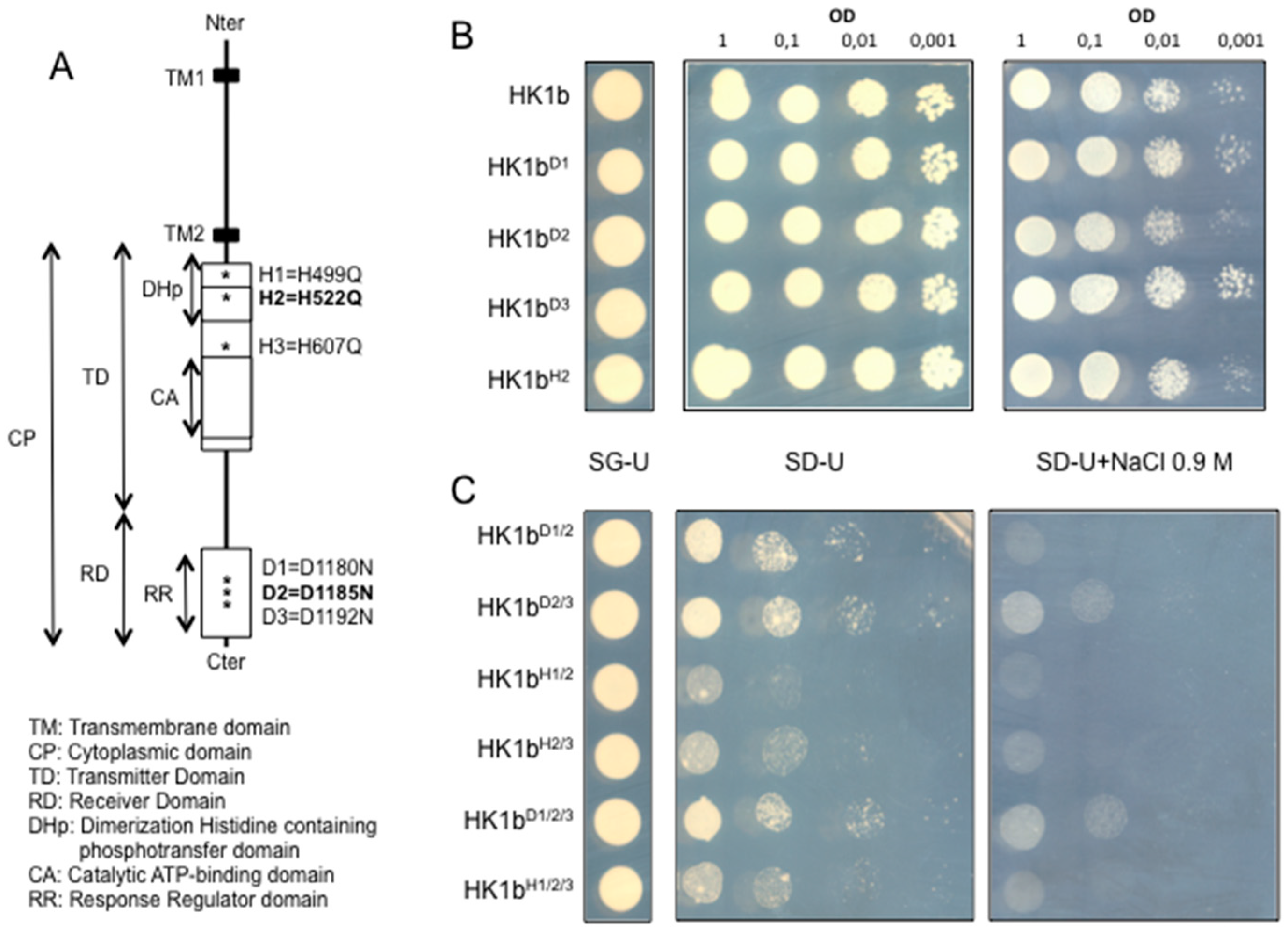 Ijms 17 02061 g008 550