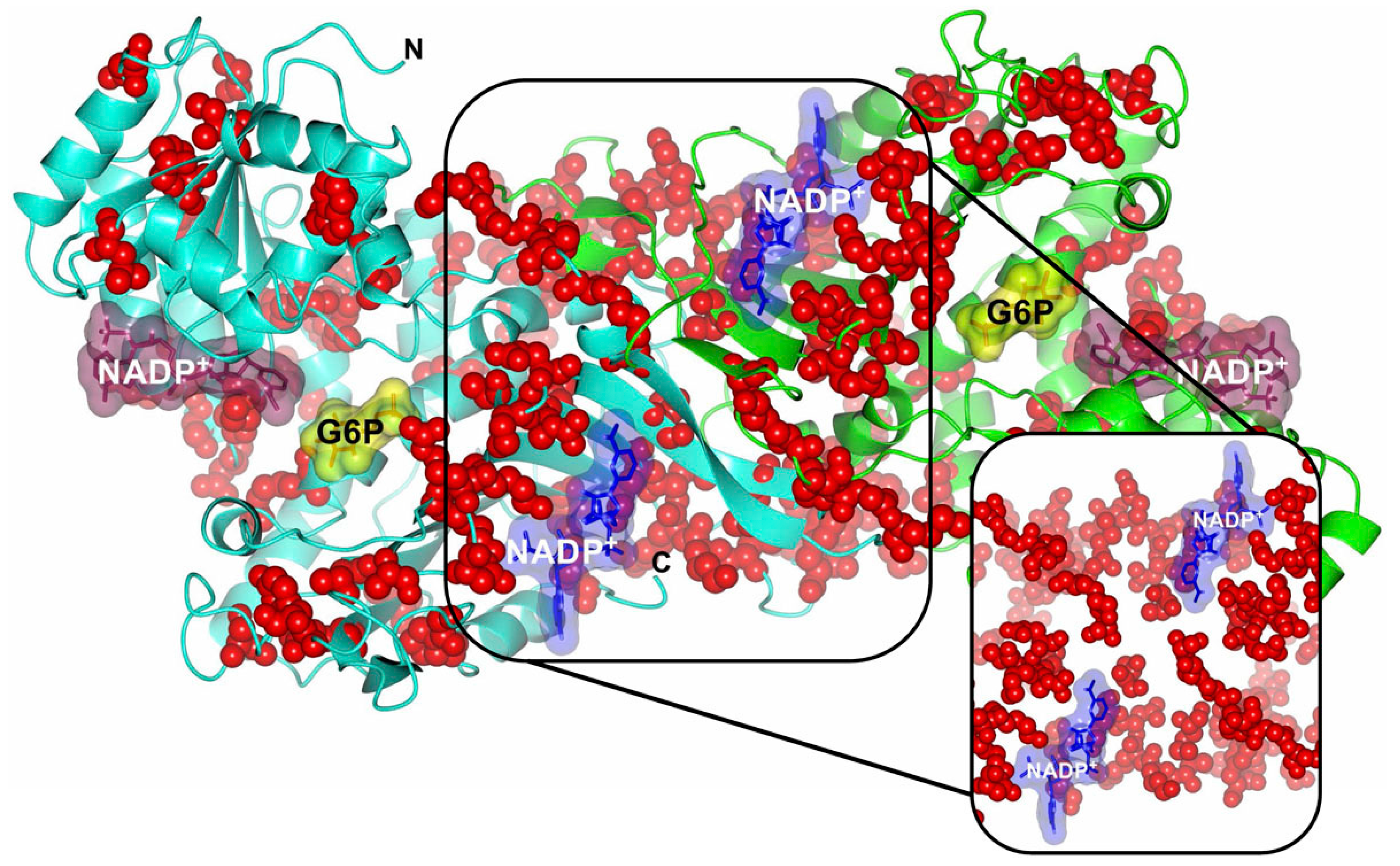 Ijms 17 02069 g006